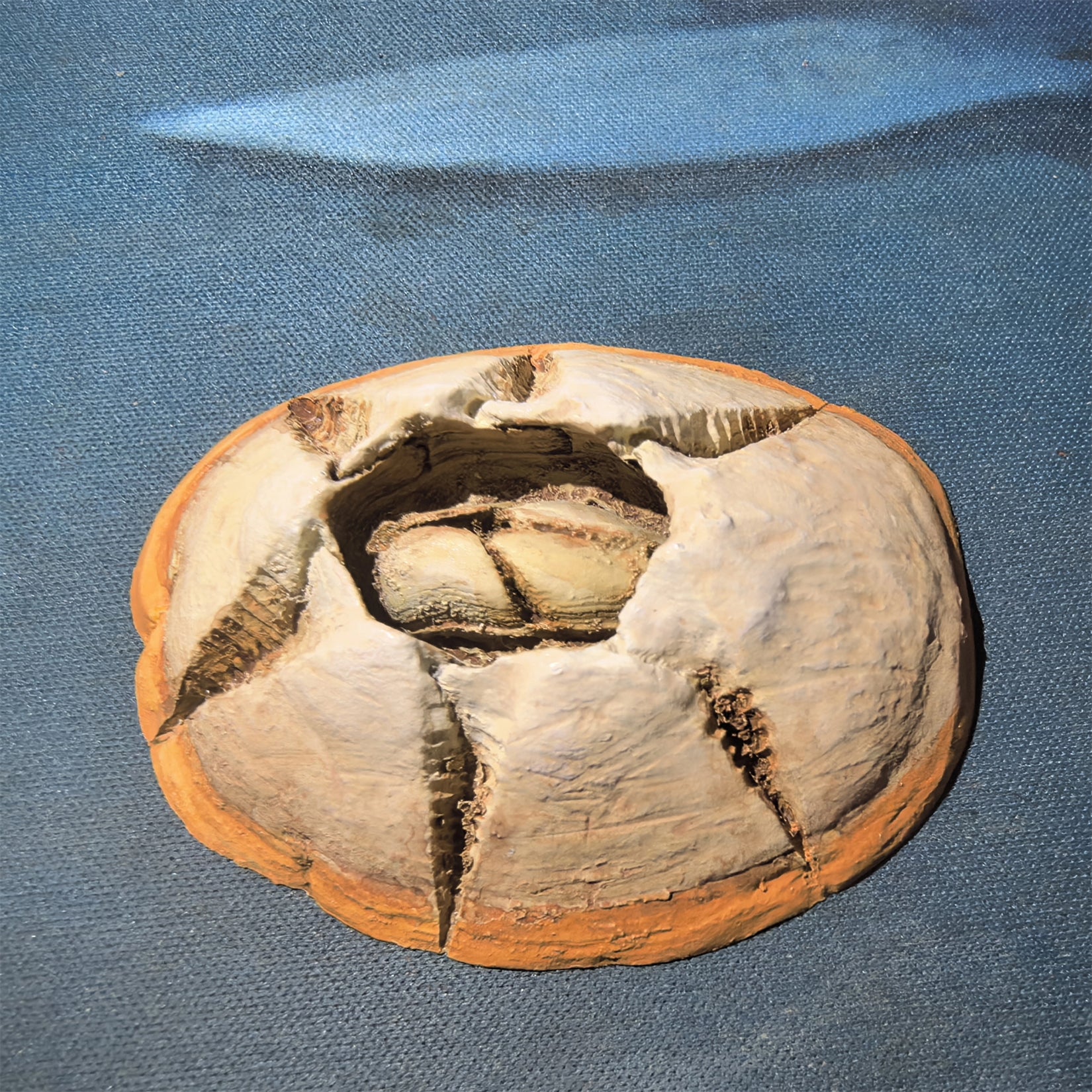 Cerastes Cornutus Schlangenmodell 