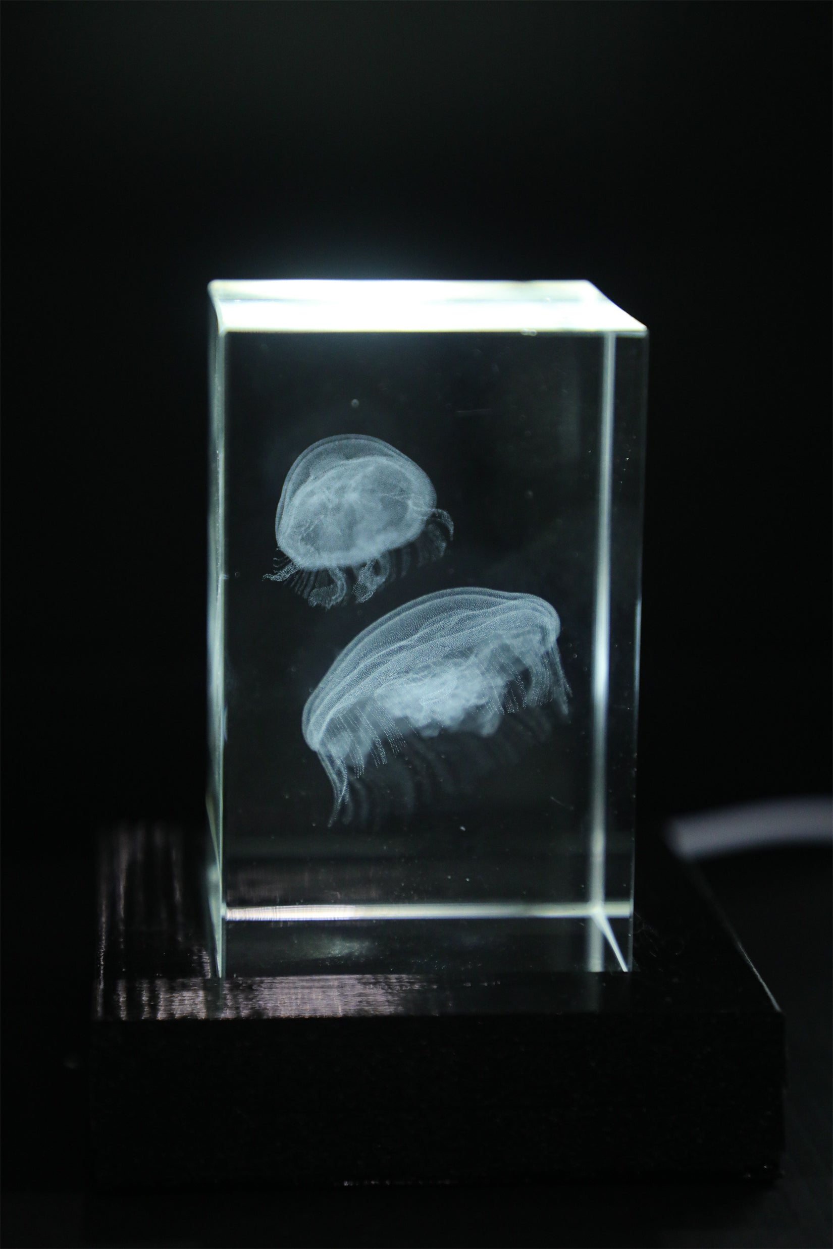 Cerastes Cornutus Schlangenmodell 