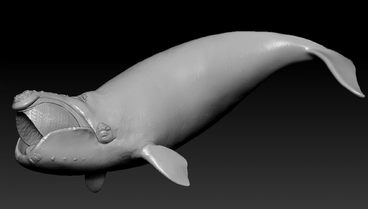 Sumeru Studio 1:35 Scale North Pacific right whale Model