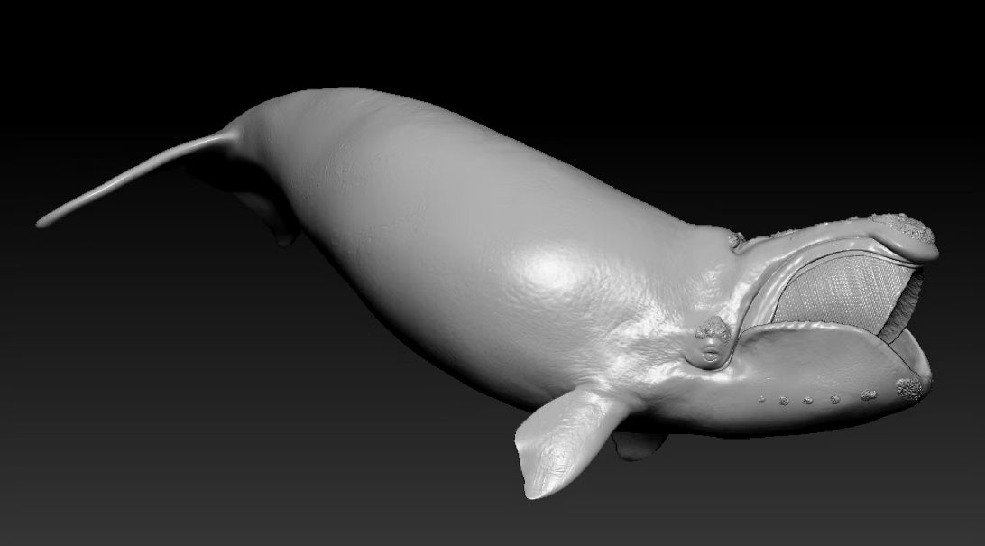 Sumeru Studio 1:35 Scale North Pacific right whale Model