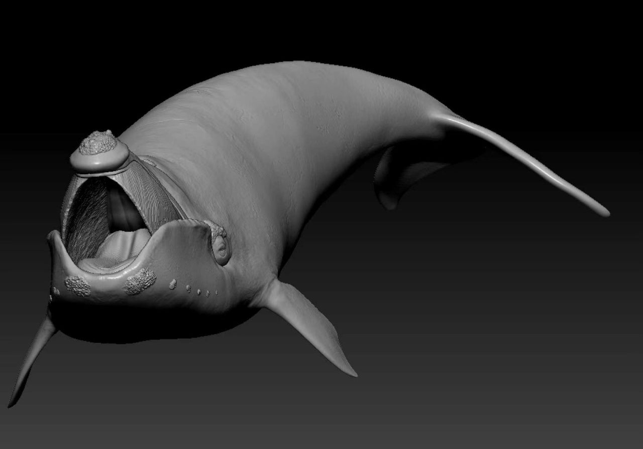 Sumeru Studio 1:35 Scale North Pacific right whale Model