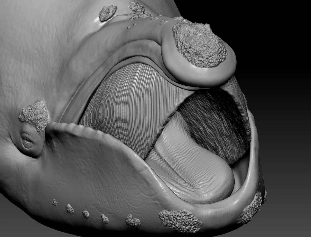 Sumeru Studio 1:35 Scale North Pacific right whale Model
