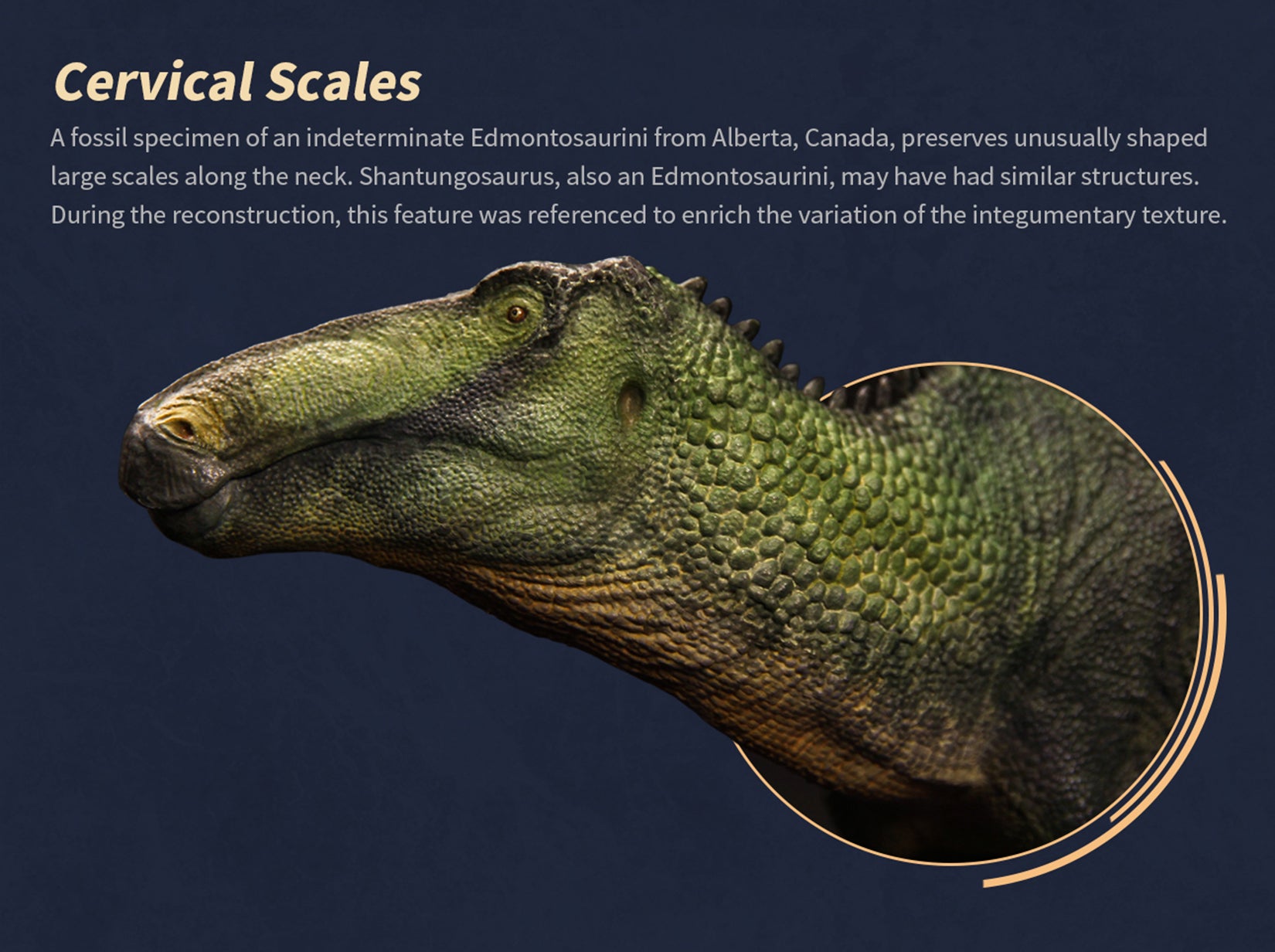 The Boundless World 1:35 Scale Shantungosaurus Figure