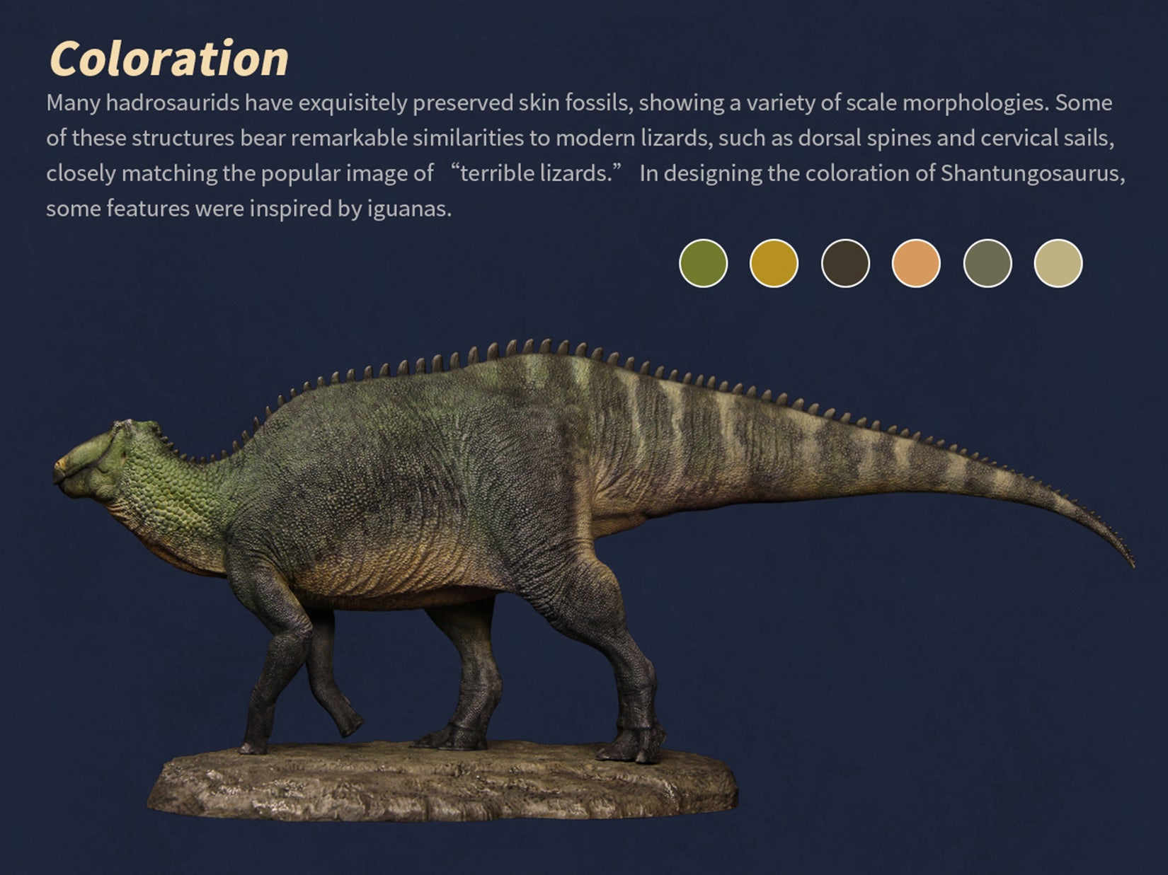 The Boundless World 1:35 Scale Shantungosaurus Figure