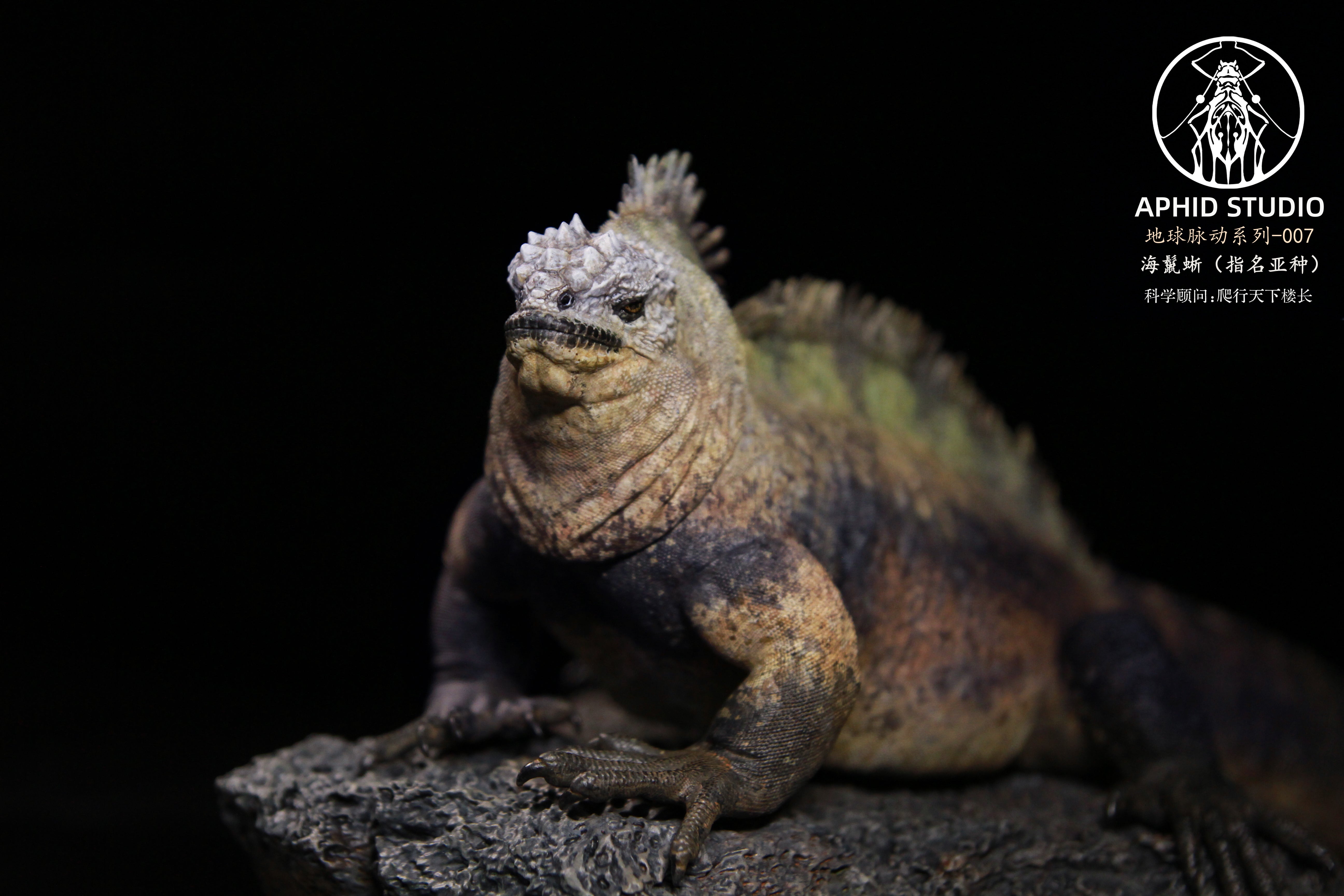 APHID STUDIO Marine iguana Model