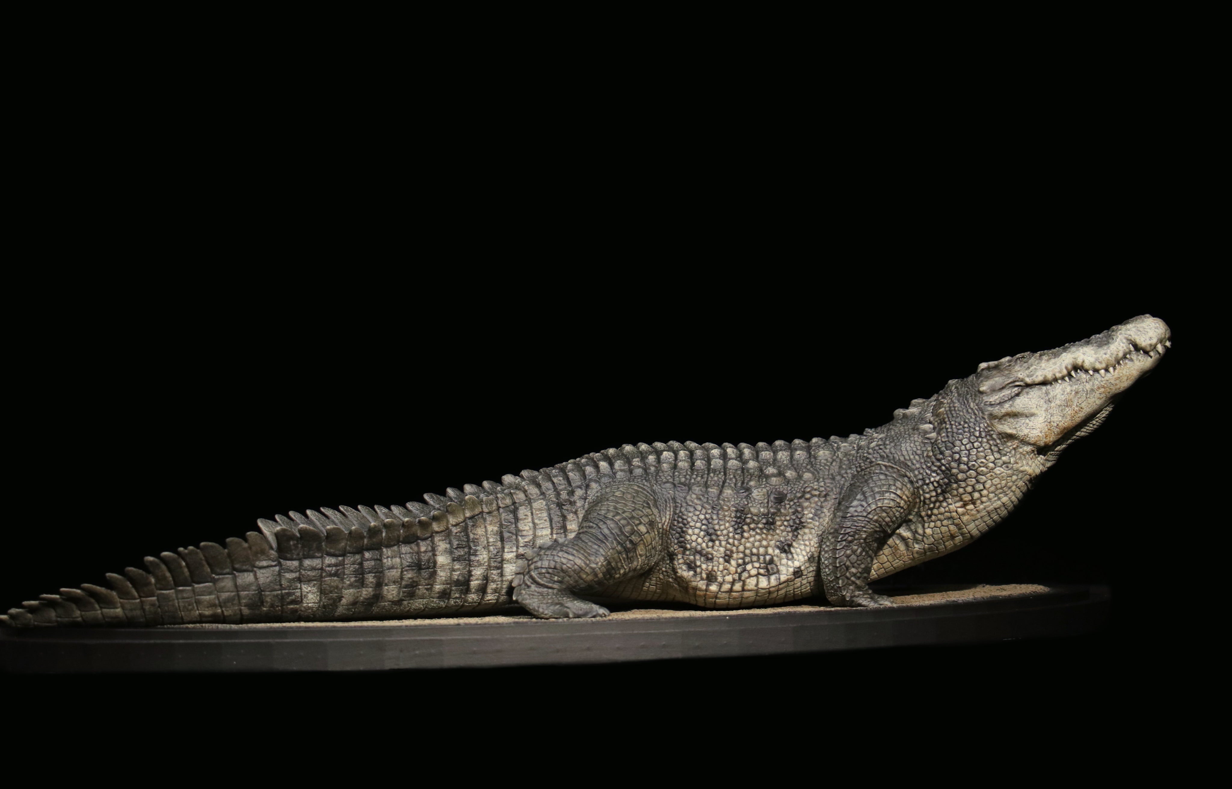 The Crocs Man Studio Crocodile Utan Model