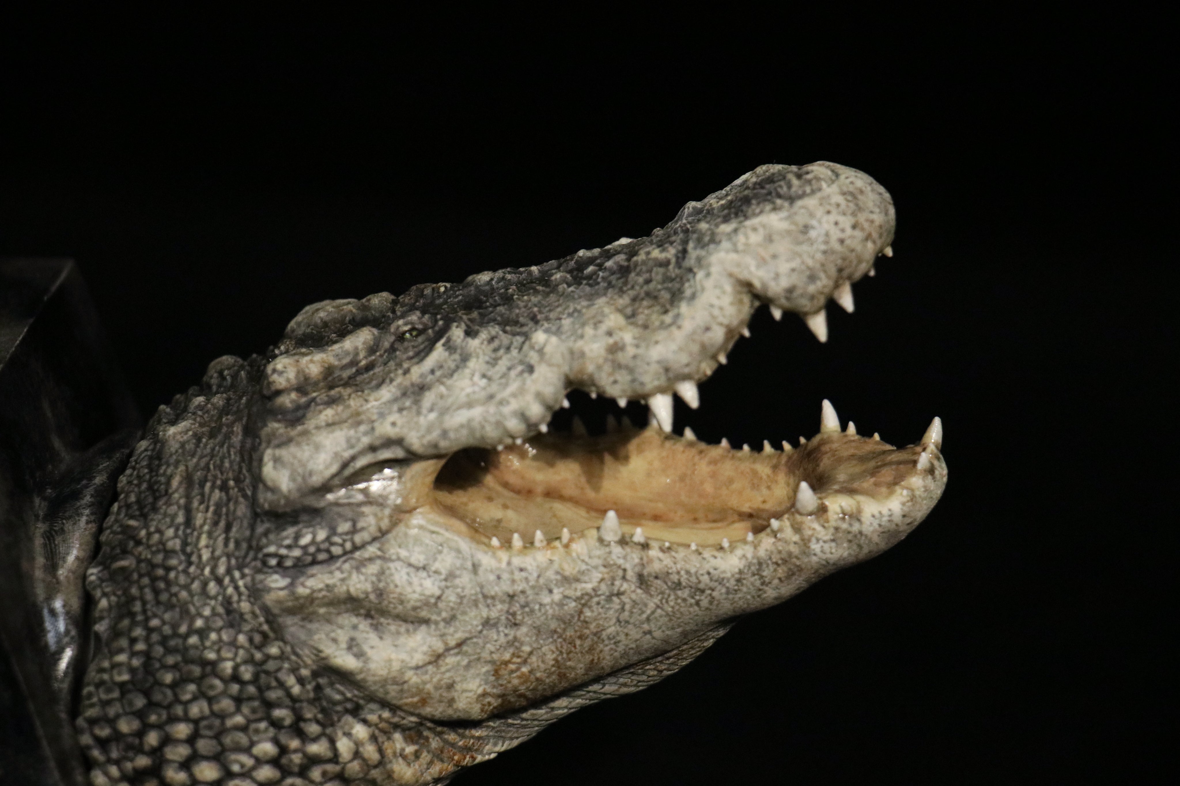 The Crocs Man Studio Crocodile Utan Model