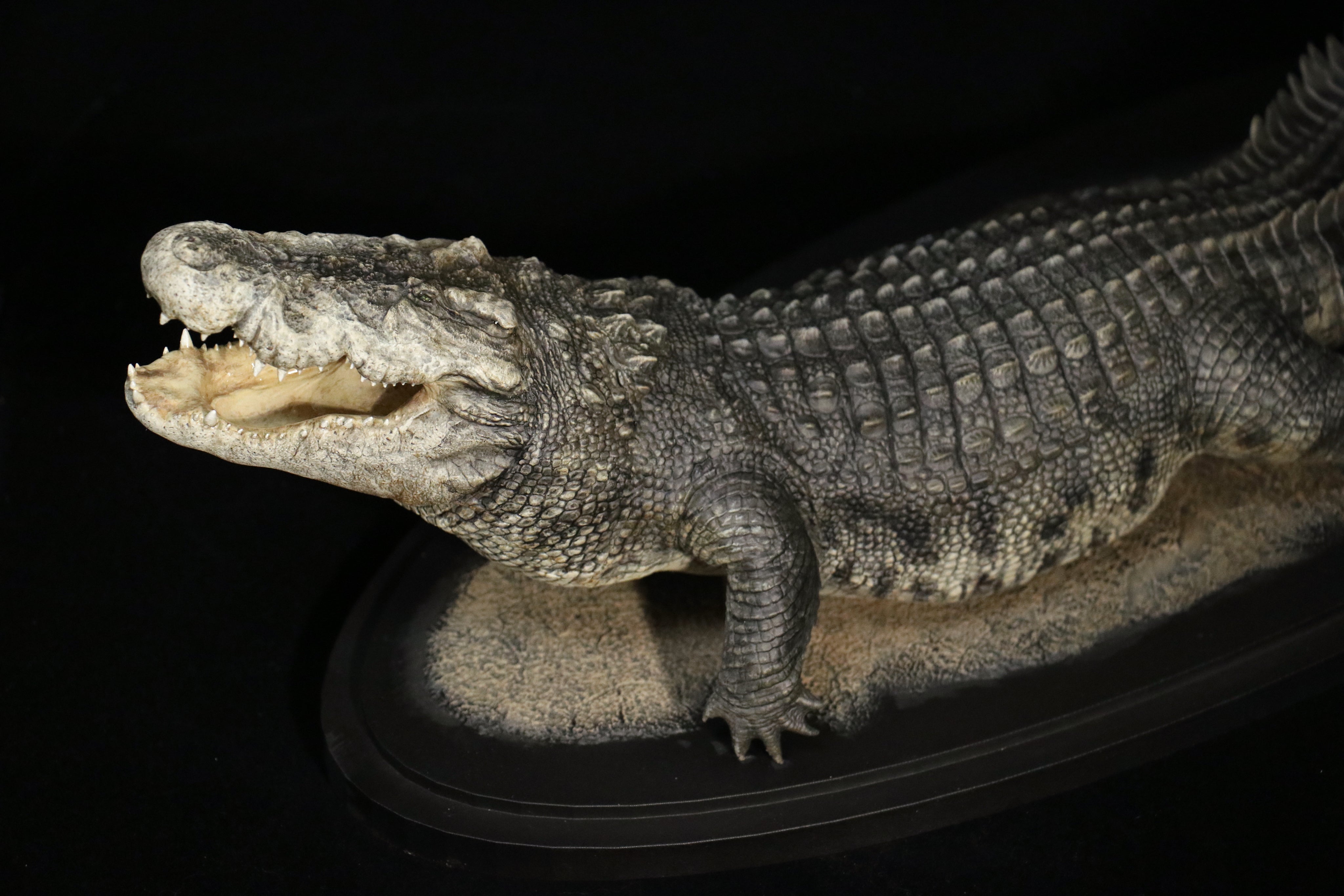 The Crocs Man Studio Crocodile Utan Model