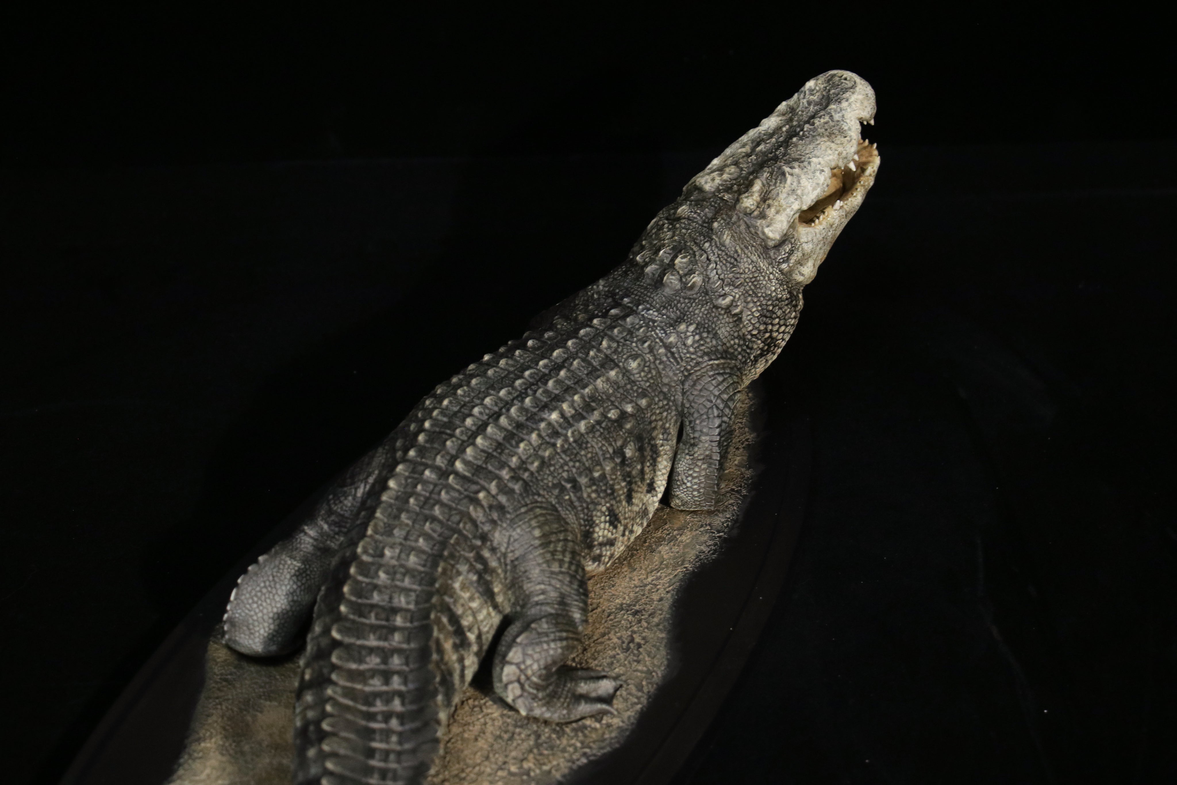 The Crocs Man Studio Crocodile Utan Model