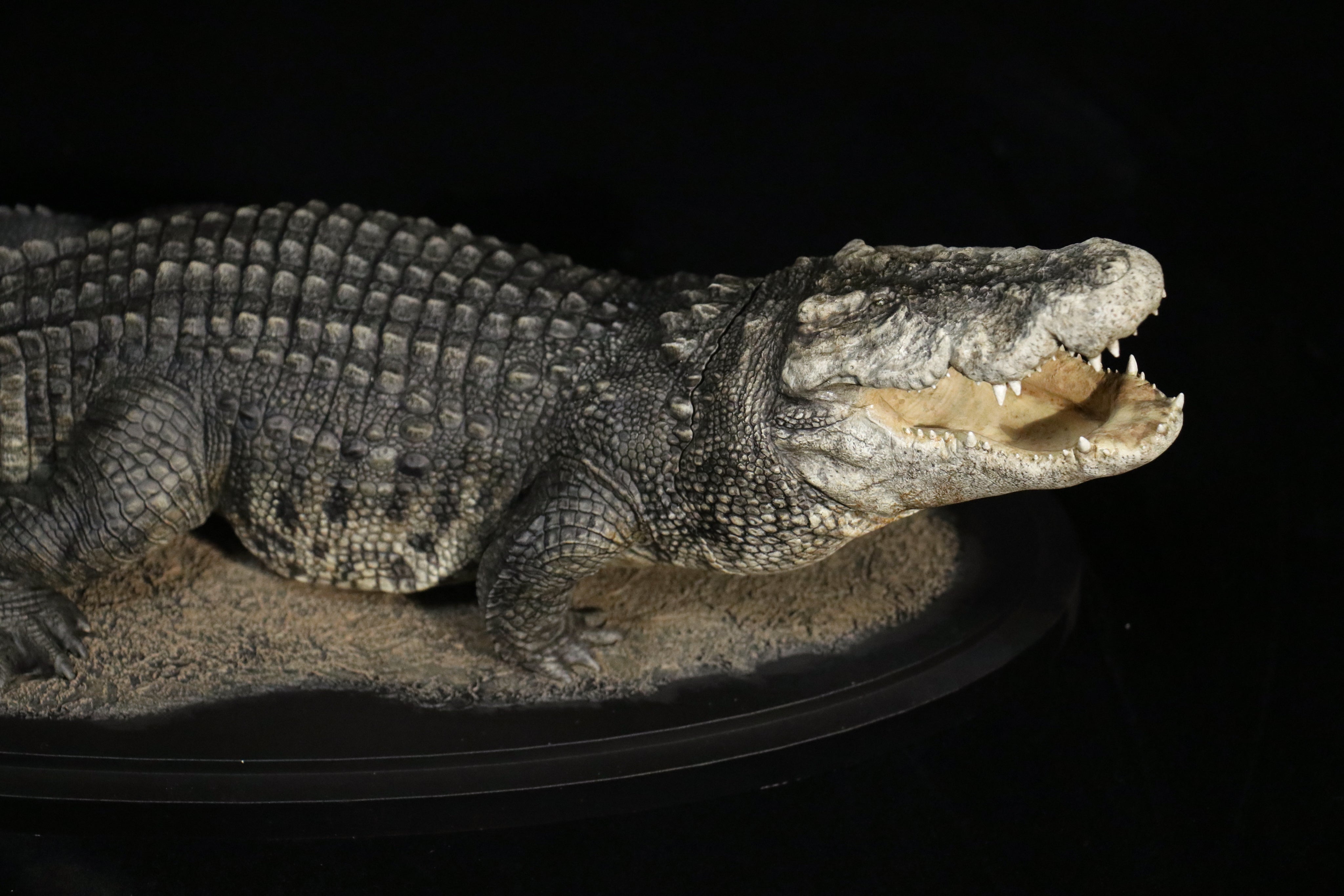 The Crocs Man Studio Crocodile Utan Model