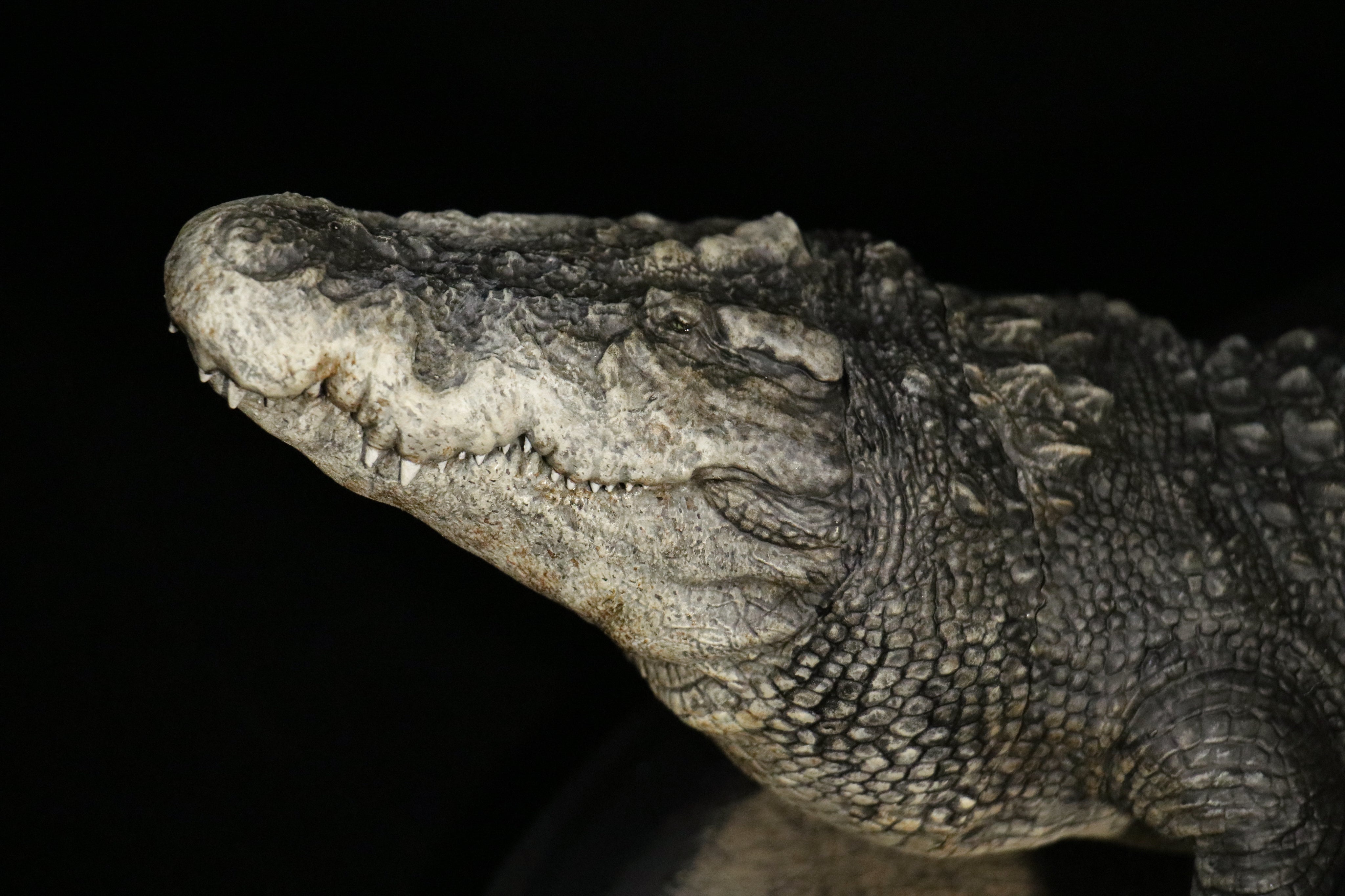 The Crocs Man Studio Crocodile Utan Model