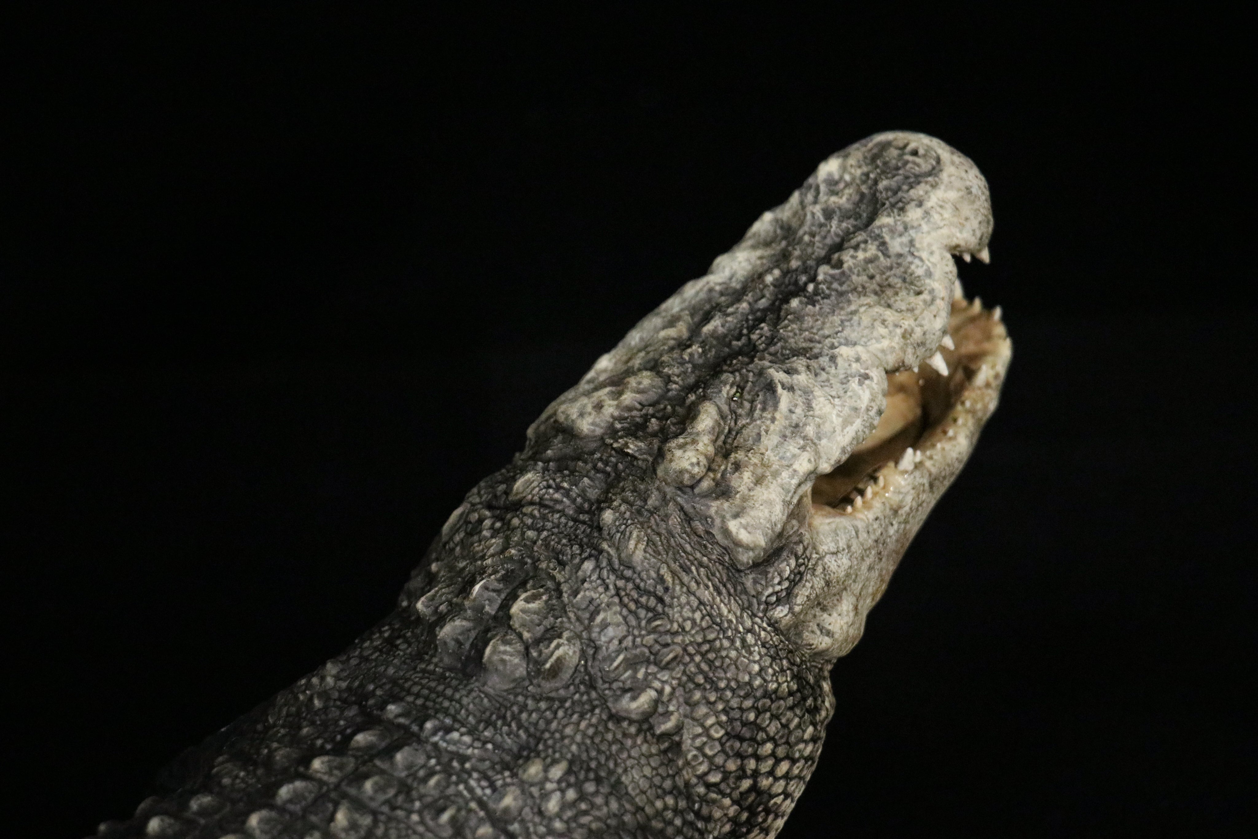 The Crocs Man Studio Crocodile Utan Model