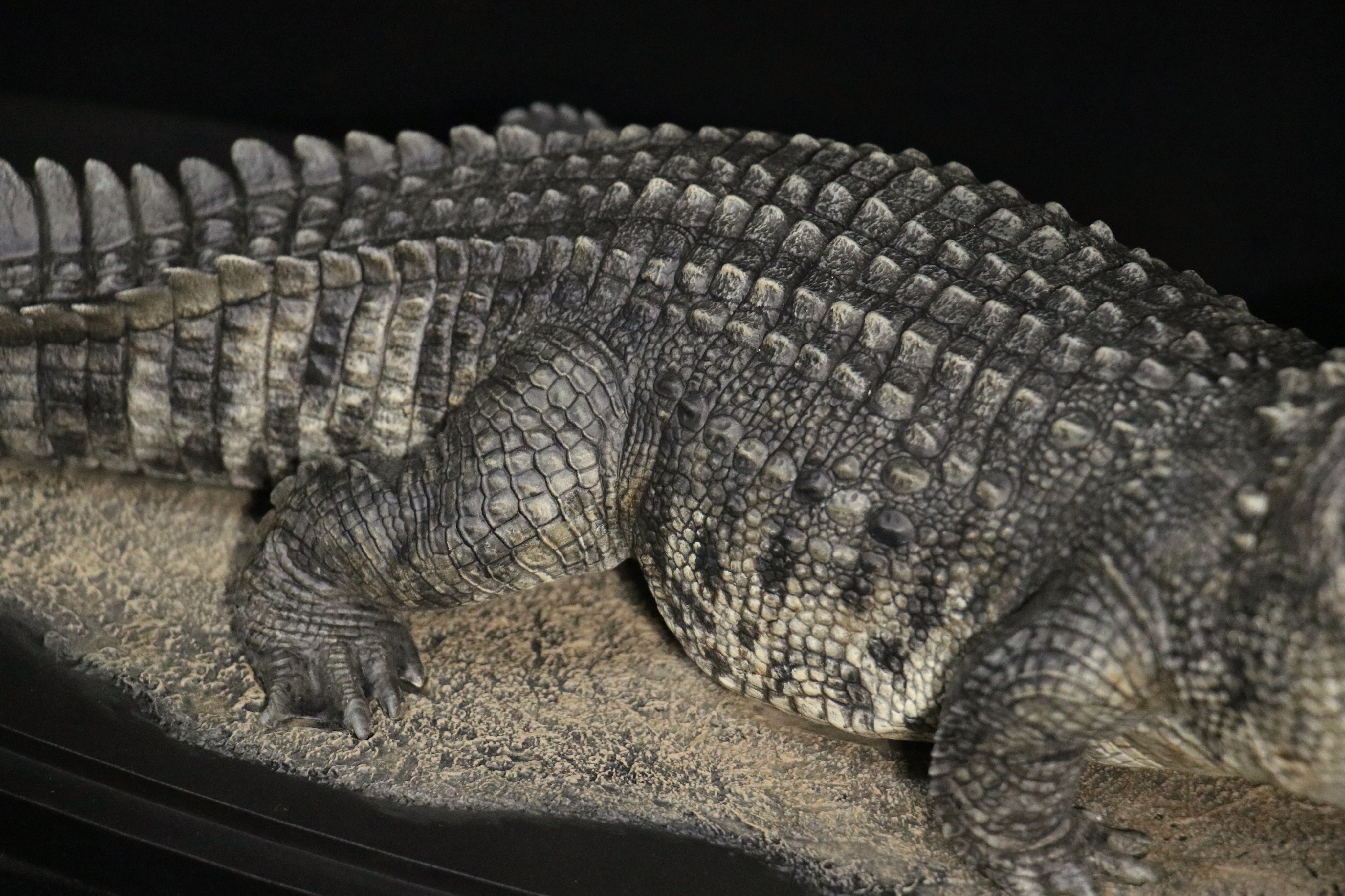 The Crocs Man Studio Crocodile Utan Model