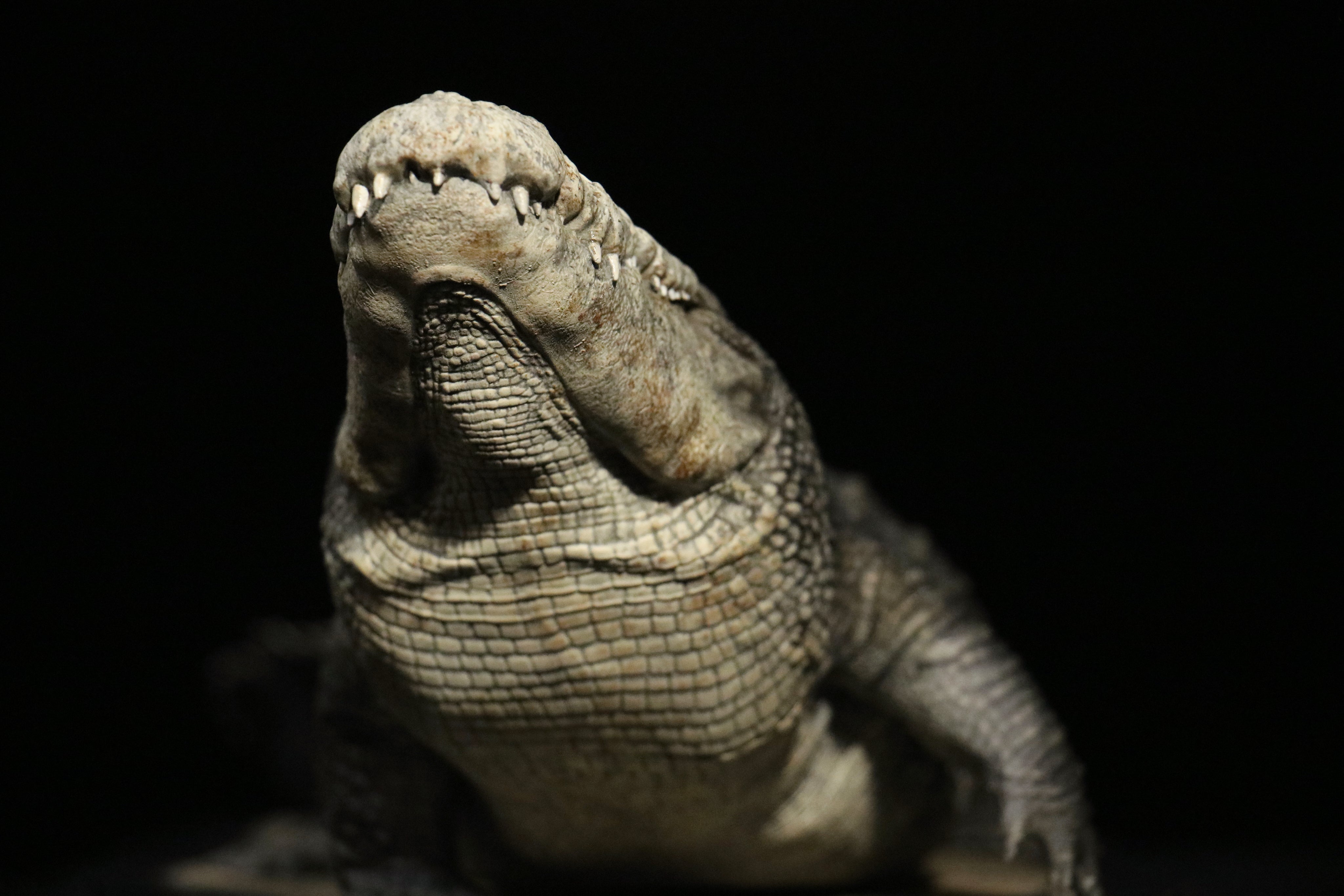 The Crocs Man Studio Crocodile Utan Model