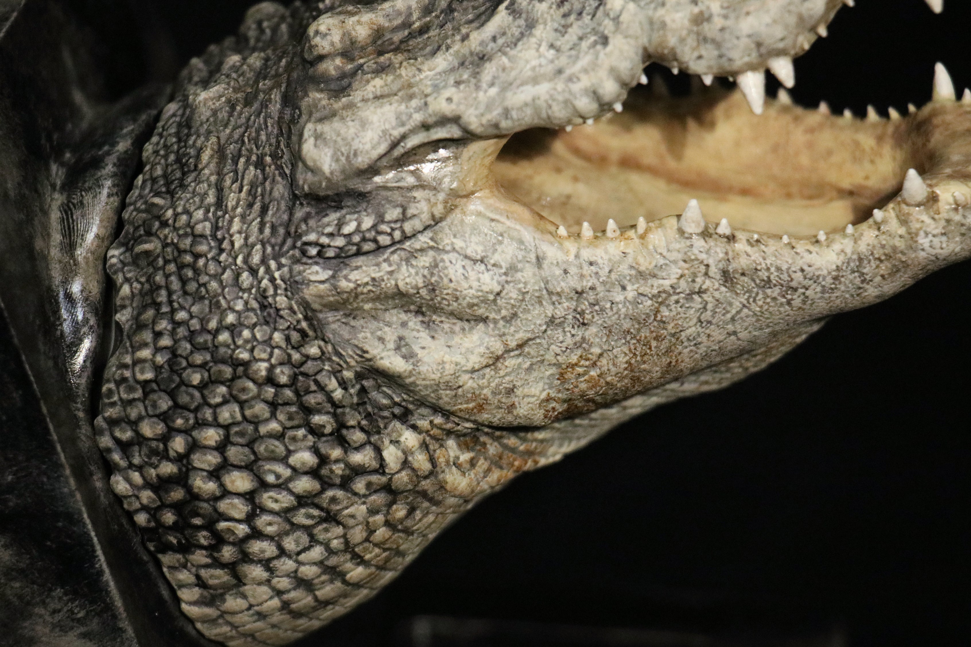 The Crocs Man Studio Crocodile Utan Model