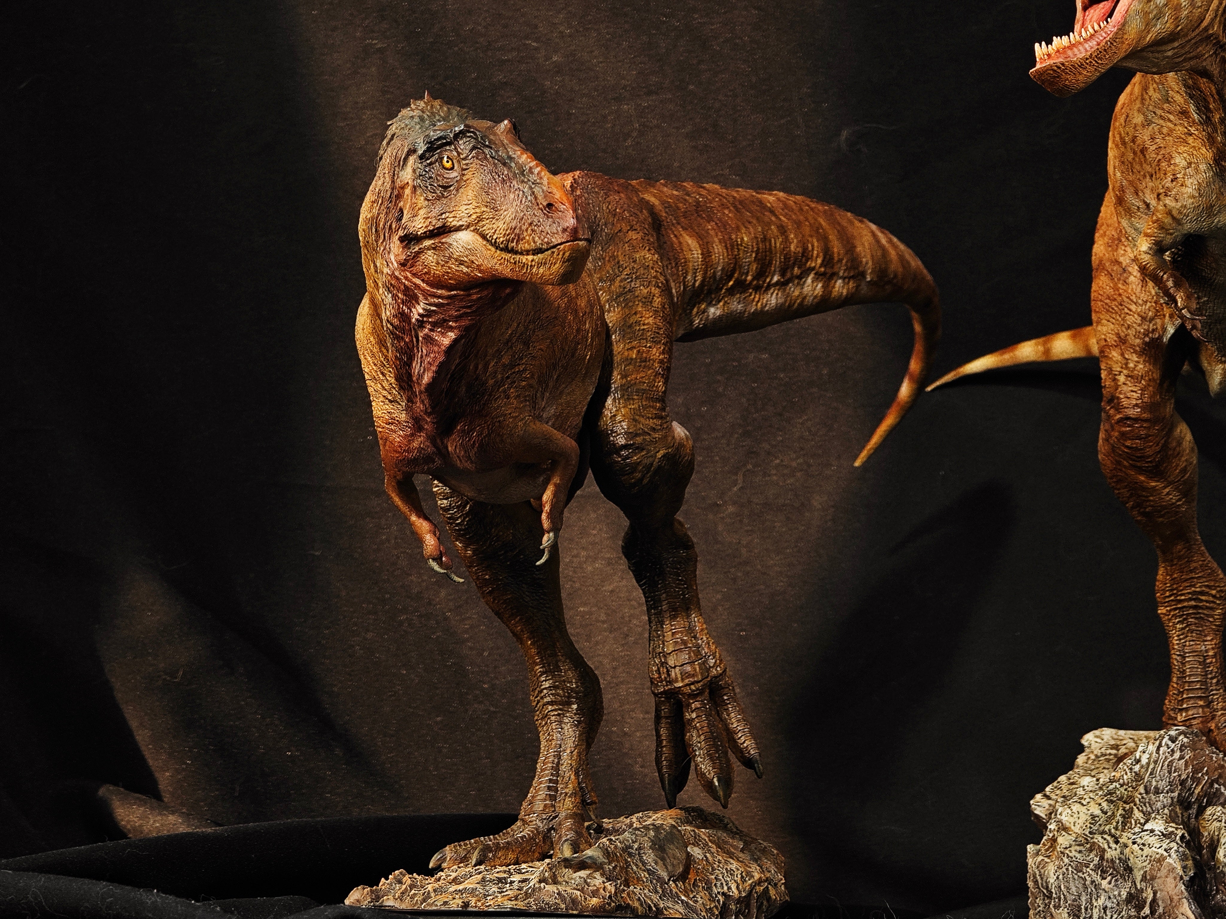 Carson Long STUDIO Asiatyrannus xui Model