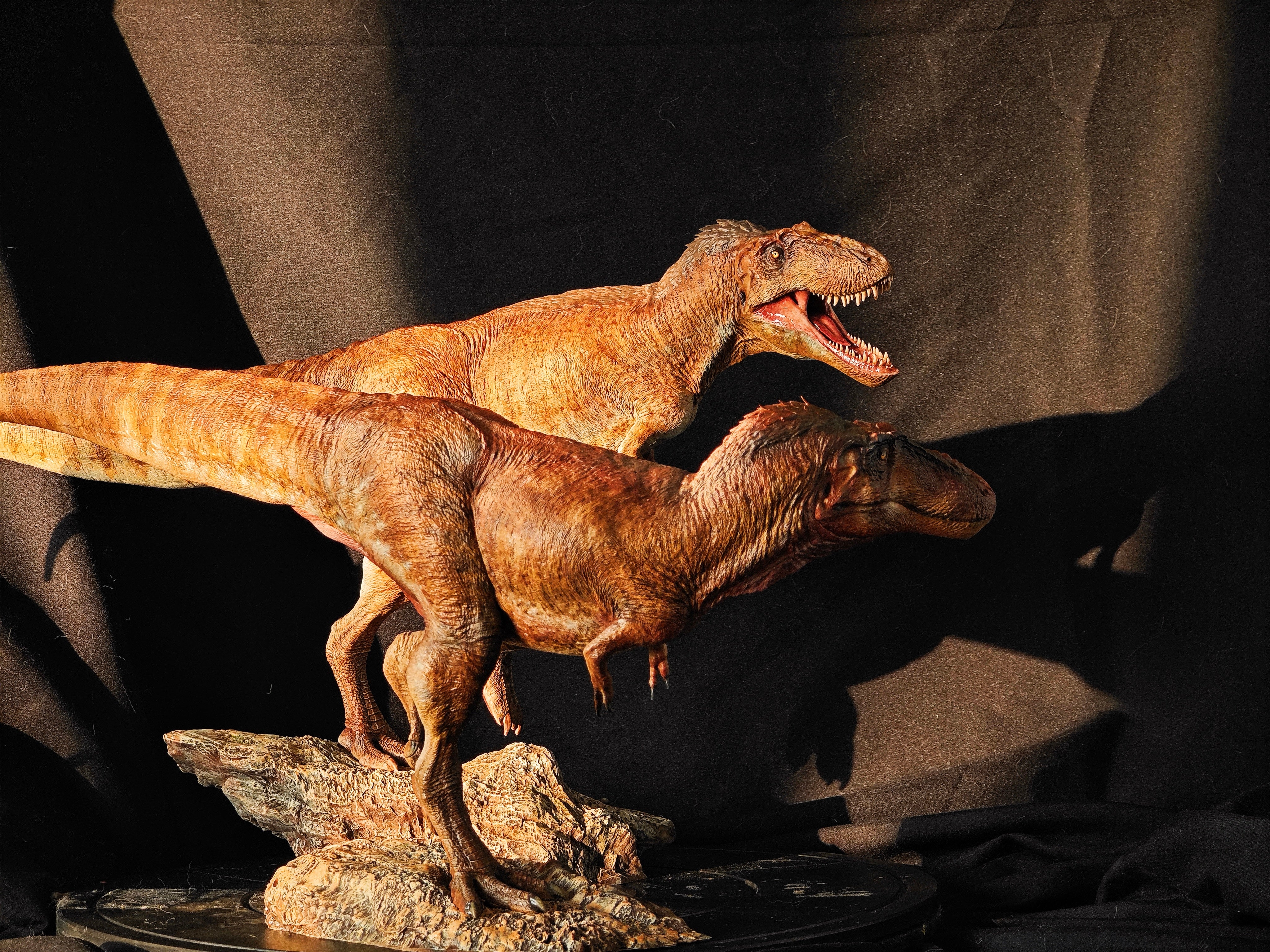 Carson Long STUDIO Asiatyrannus xui Model