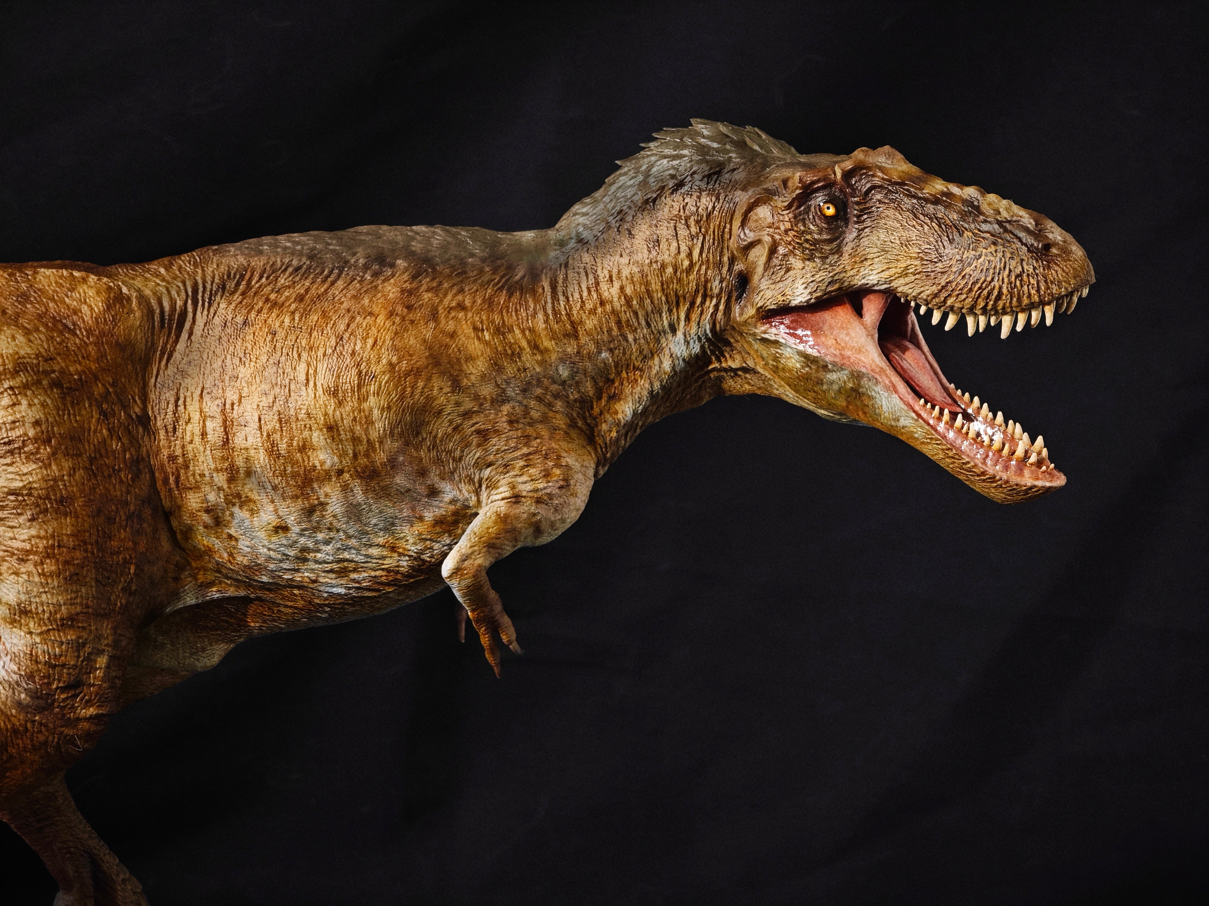 Carson Long STUDIO Asiatyrannus xui Model