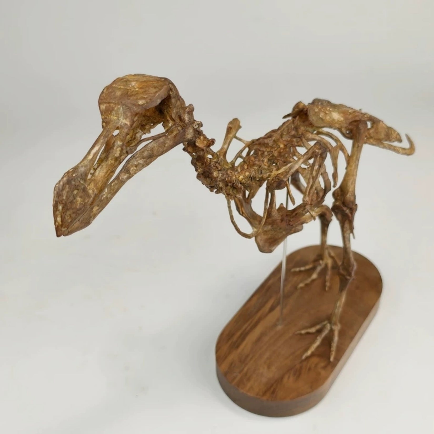 3D Printed Raphus Cucullatus Skeleton Model