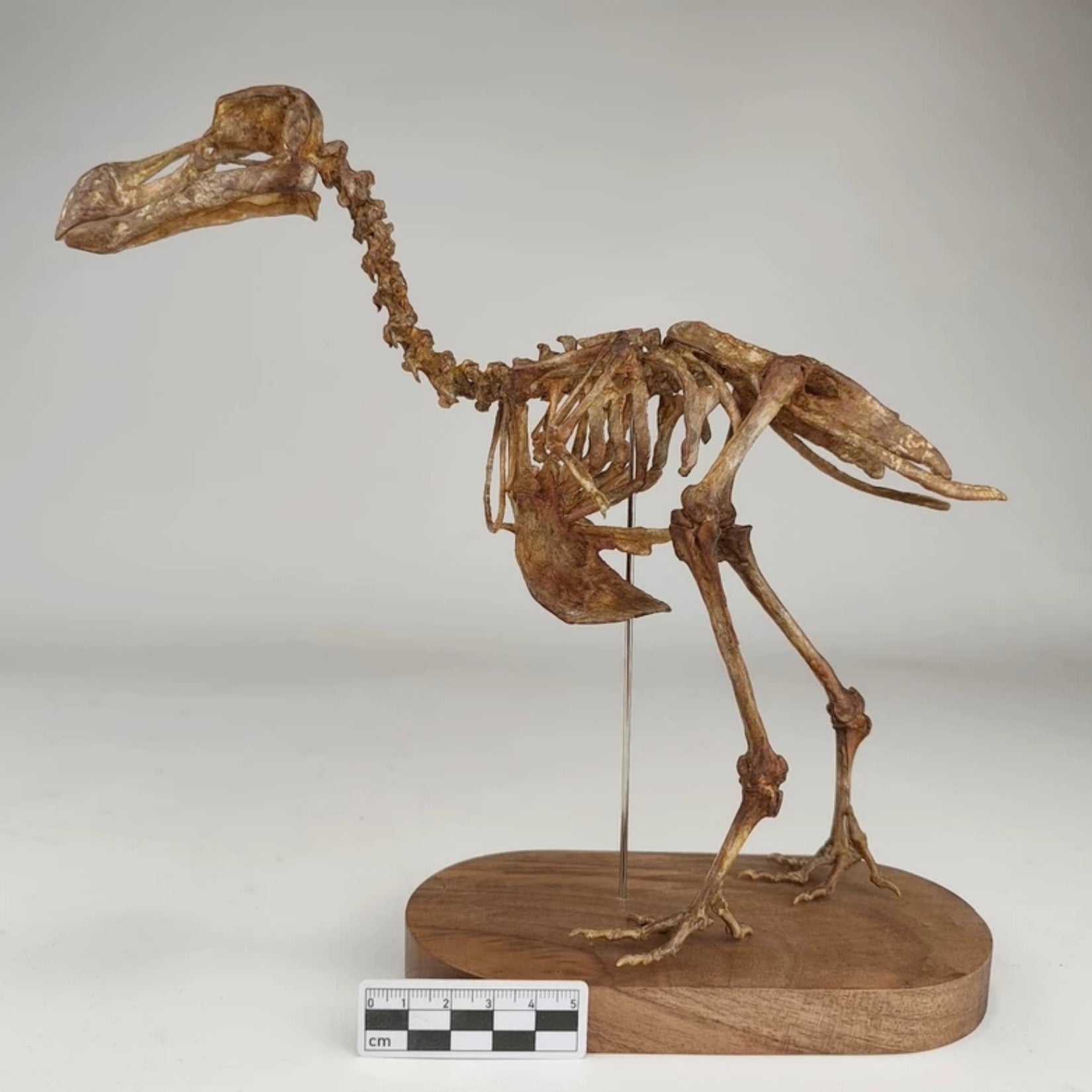 3D Printed Raphus Cucullatus Skeleton Model