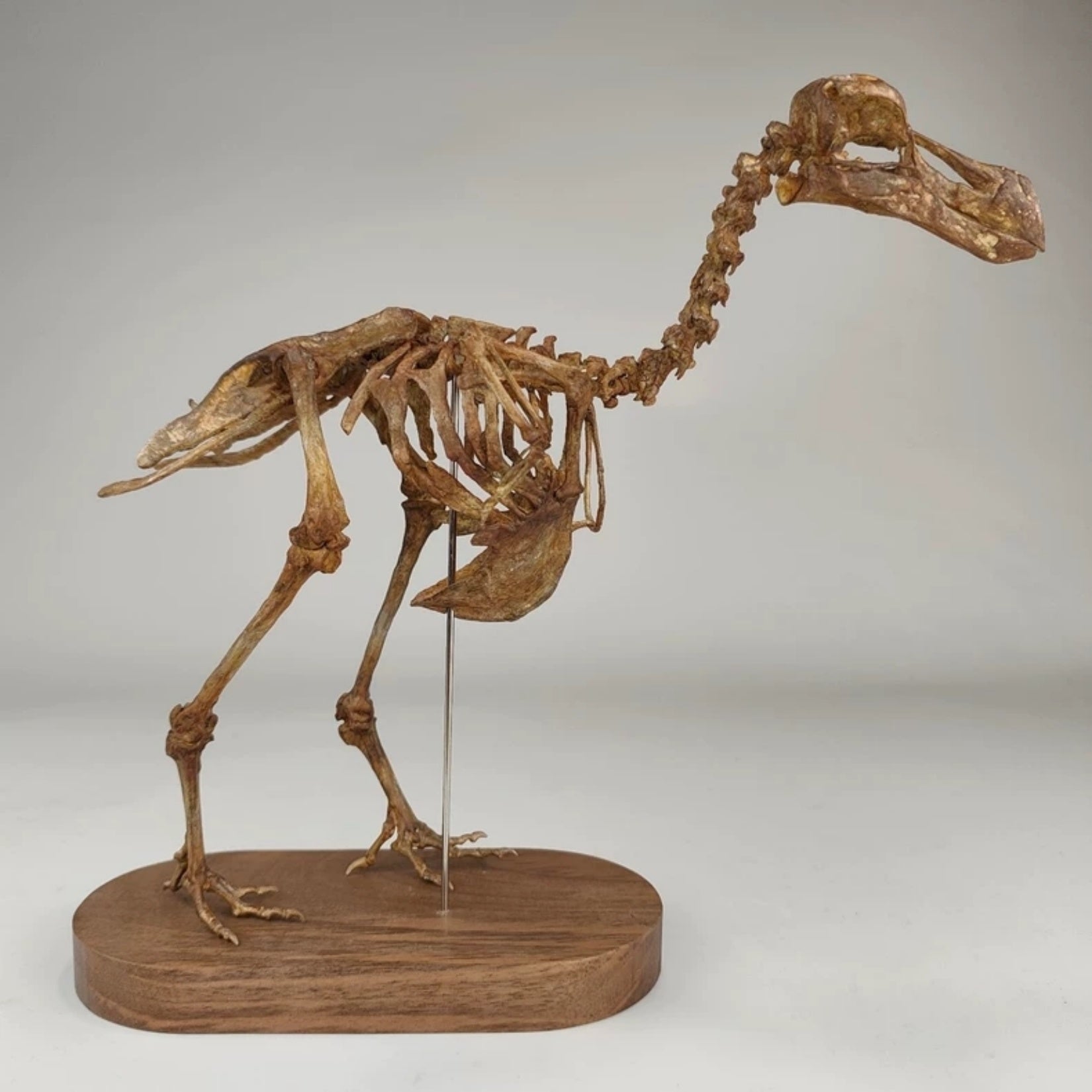 3D Printed Raphus Cucullatus Skeleton Model