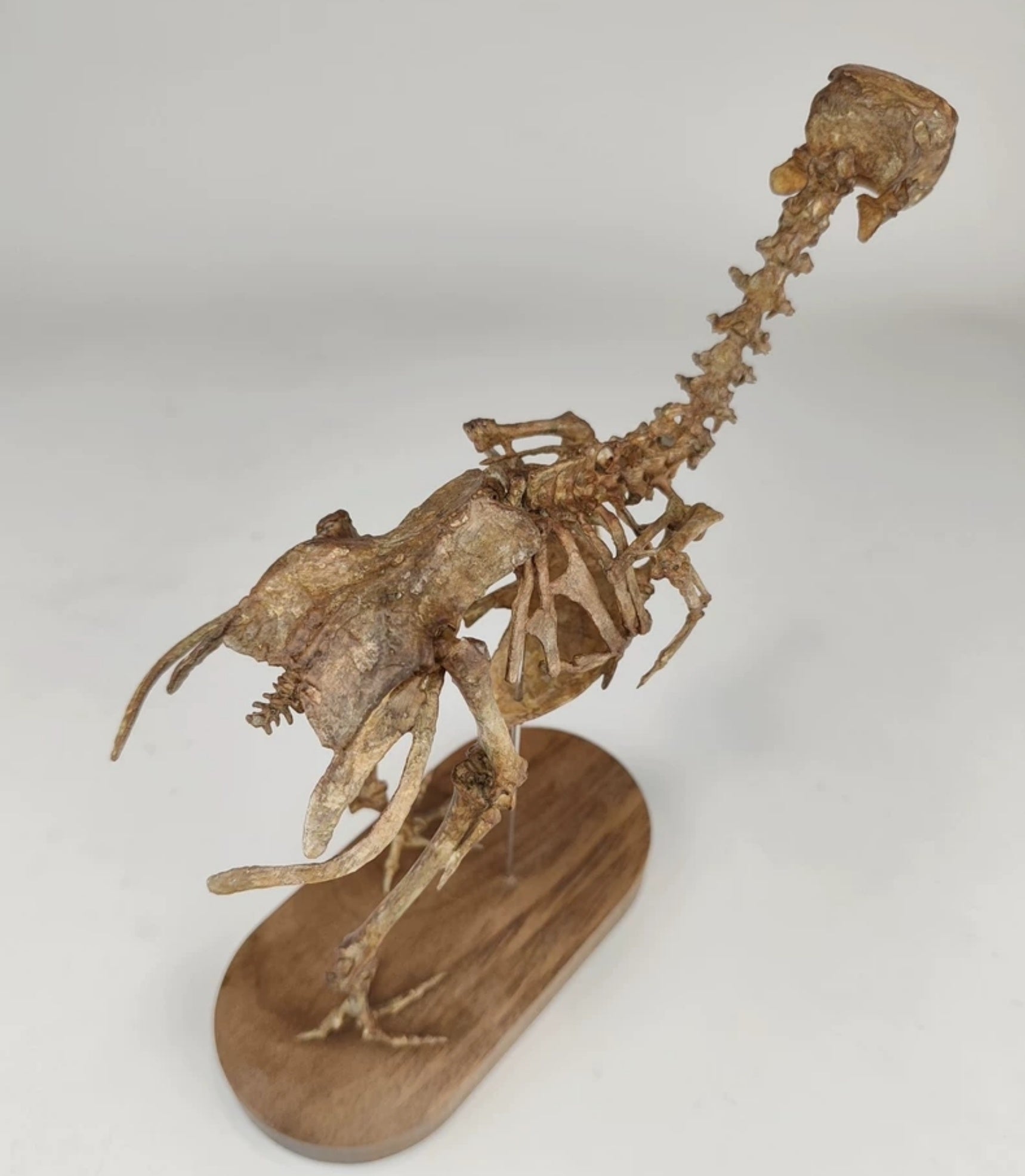 3D Printed Raphus Cucullatus Skeleton Model