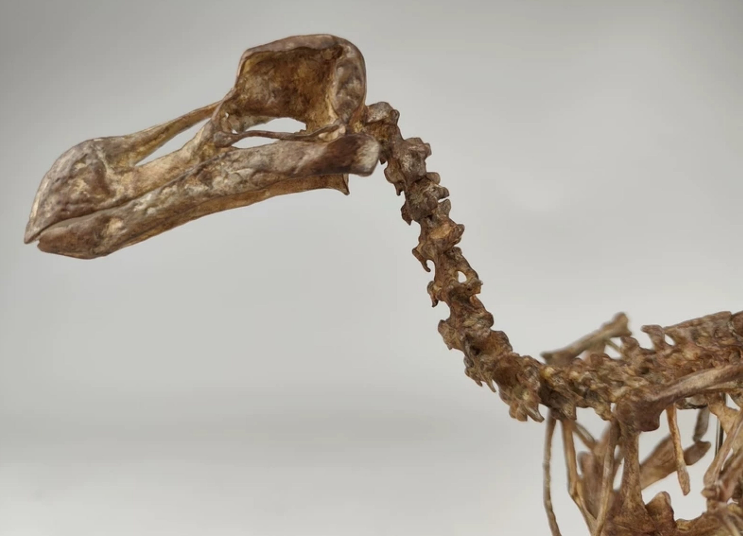 3D Printed Raphus Cucullatus Skeleton Model