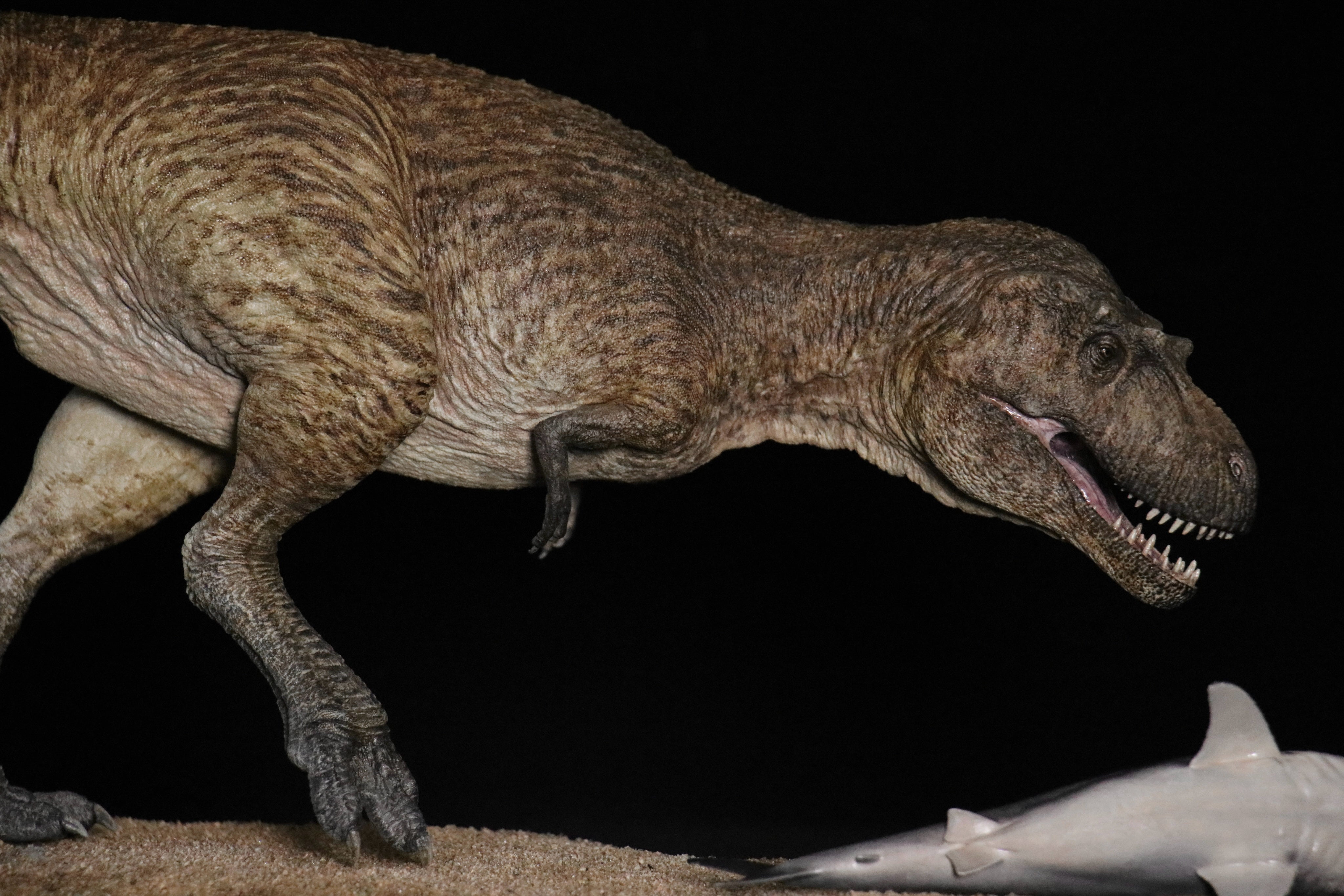 Vikas Prajapat Lythronax Cretoxyrhina Model