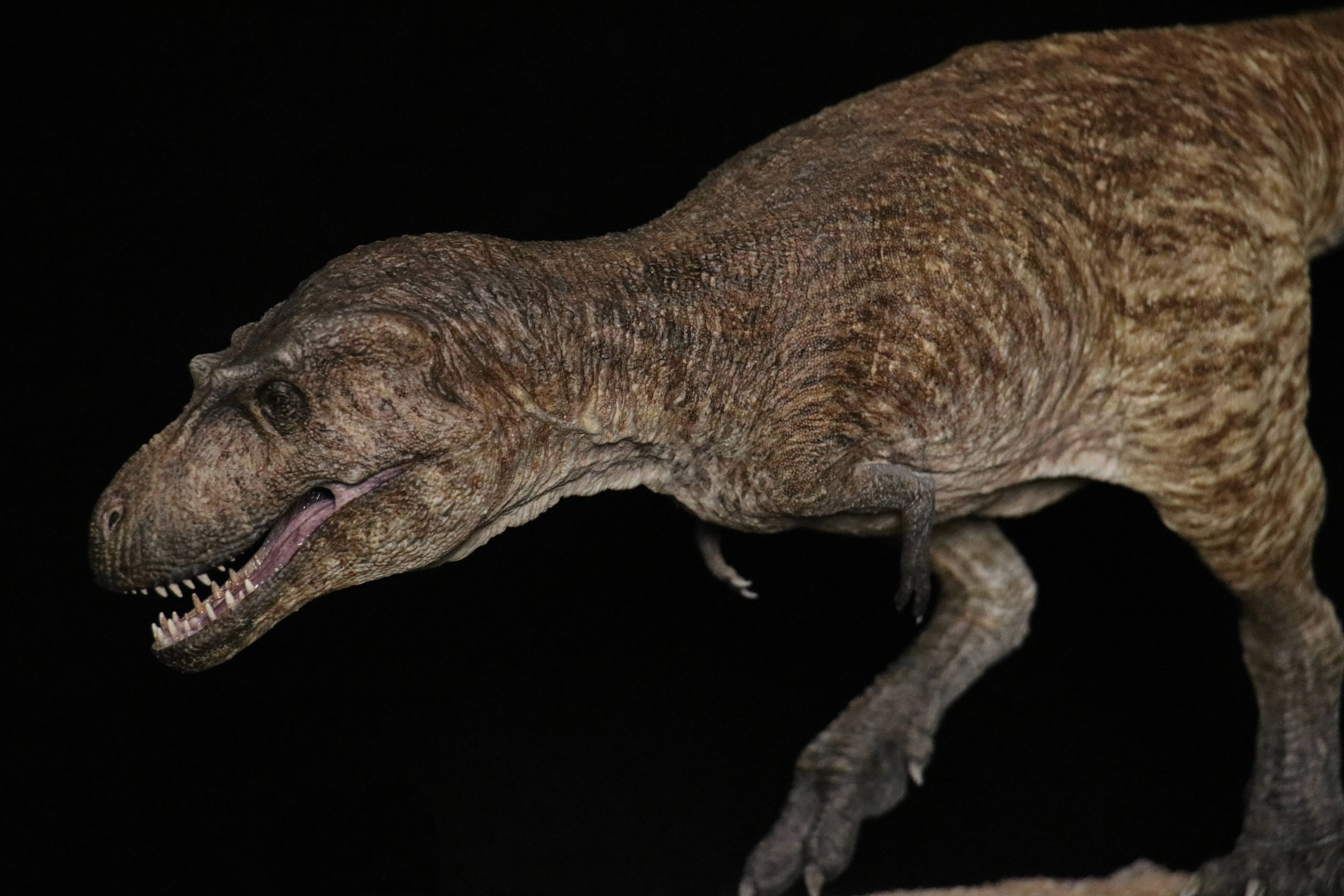 Vikas Prajapat Lythronax Cretoxyrhina Model