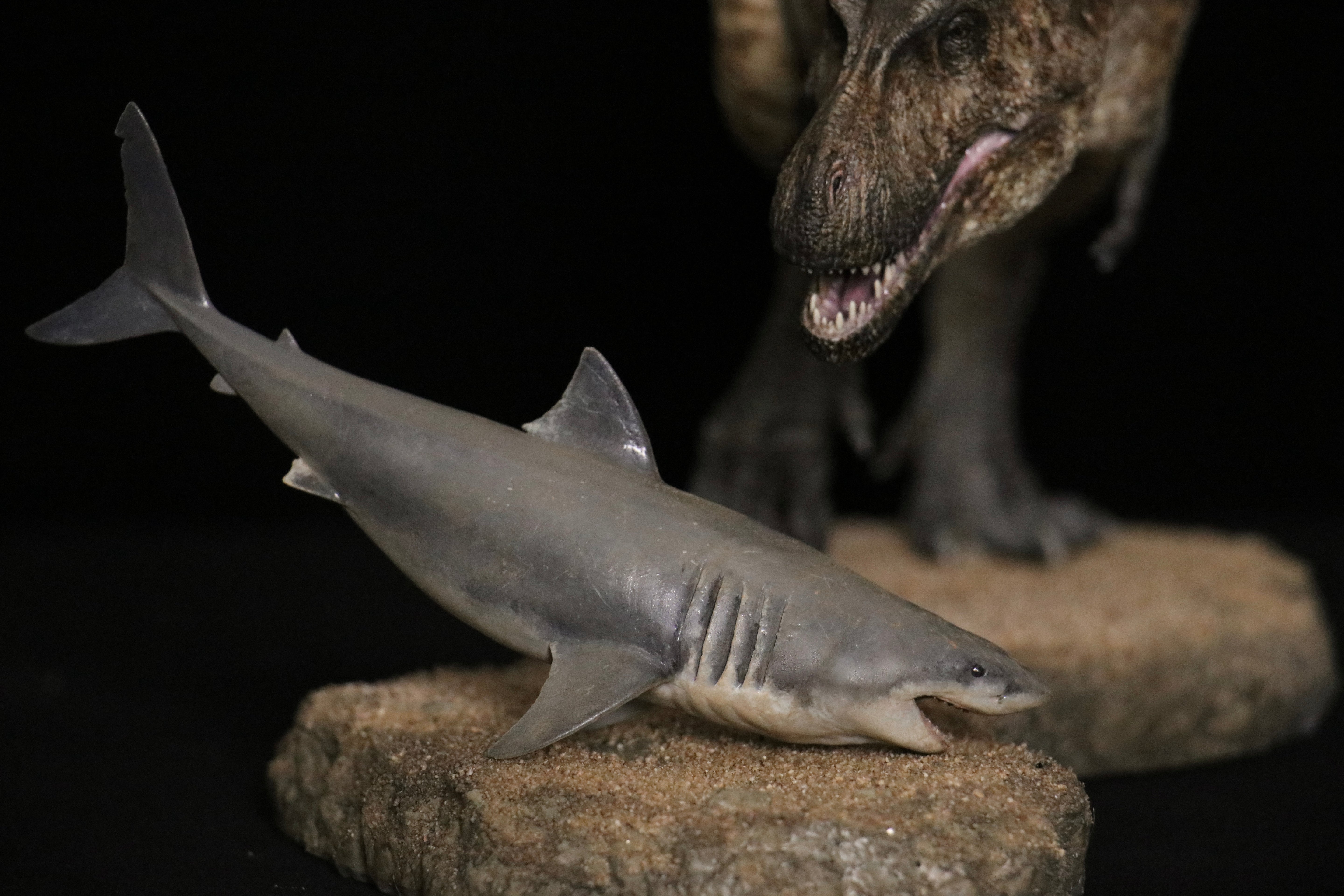 Vikas Prajapat Lythronax Cretoxyrhina Model