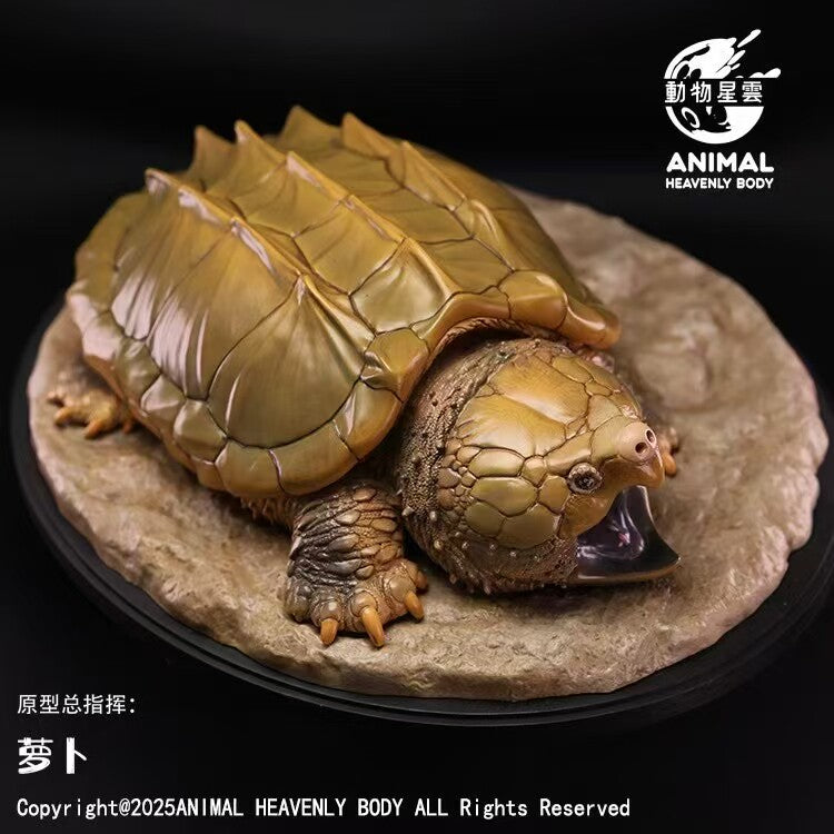 Animal Heavenly Body  Alligator Snapping Turtle Model