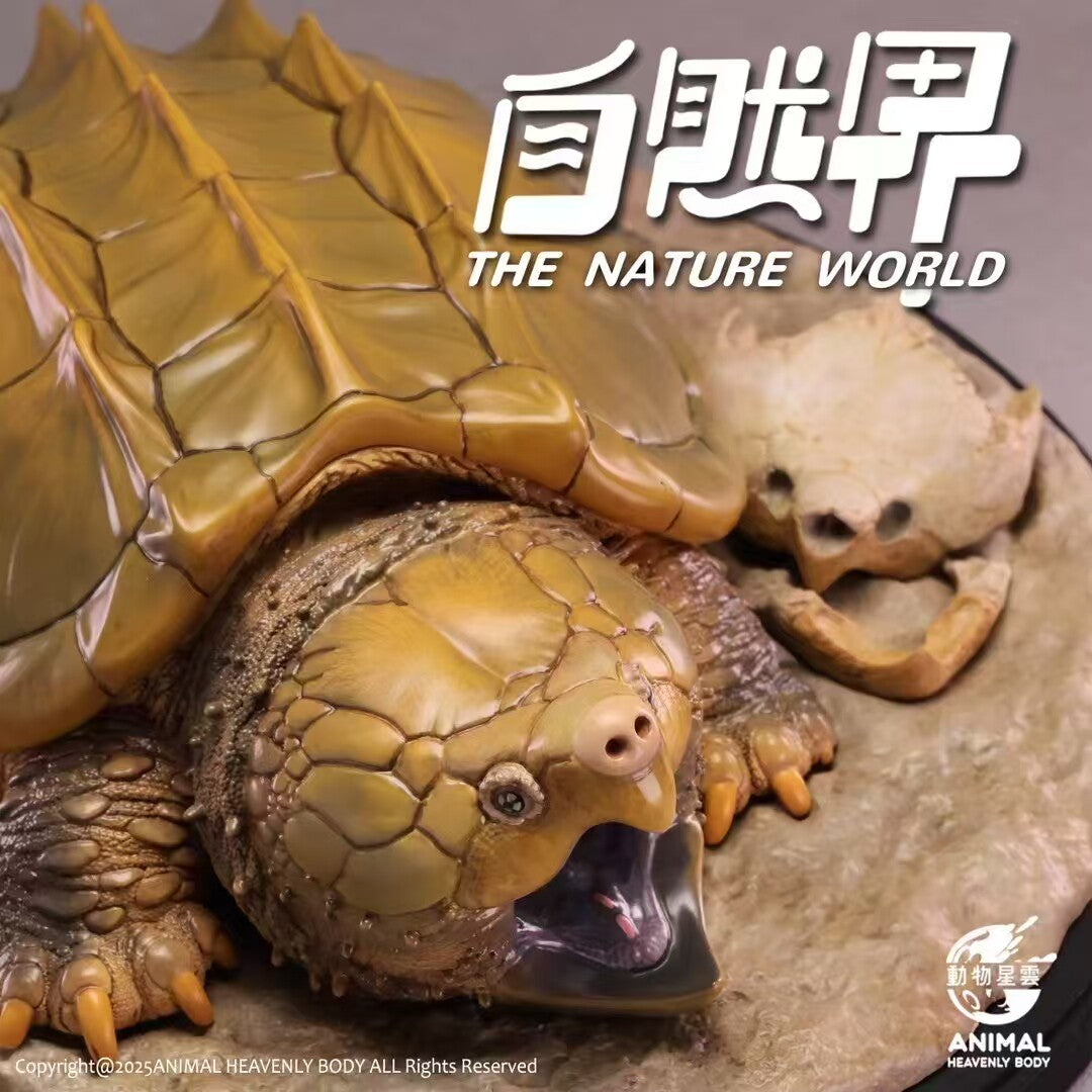 Animal Heavenly Body  Alligator Snapping Turtle Model