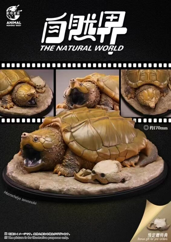 Animal Heavenly Body  Alligator Snapping Turtle Model