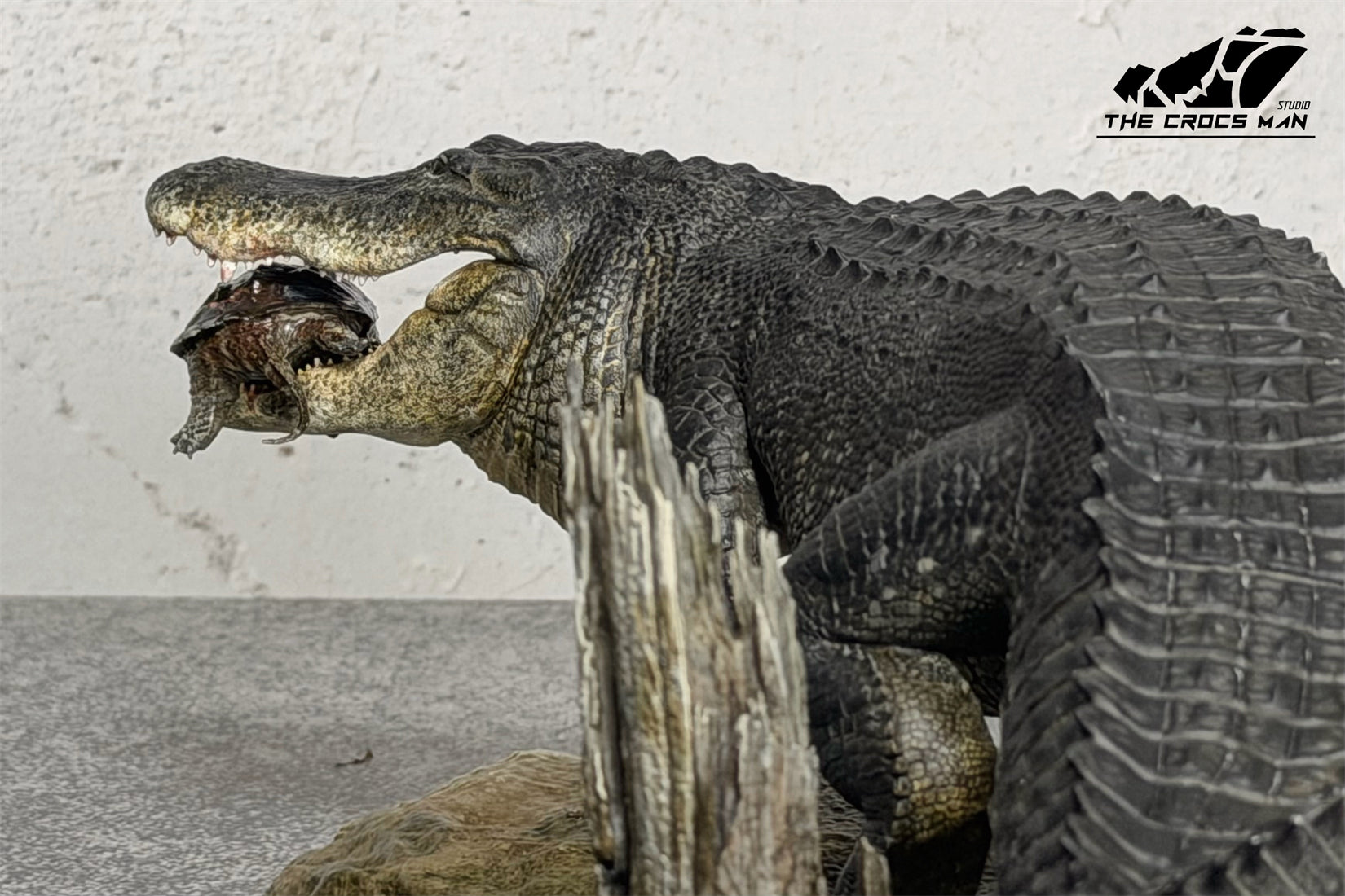 The Crocs Man Studio American Alligator Model