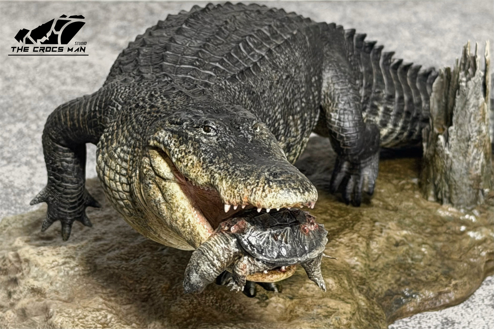 The Crocs Man Studio American Alligator Model