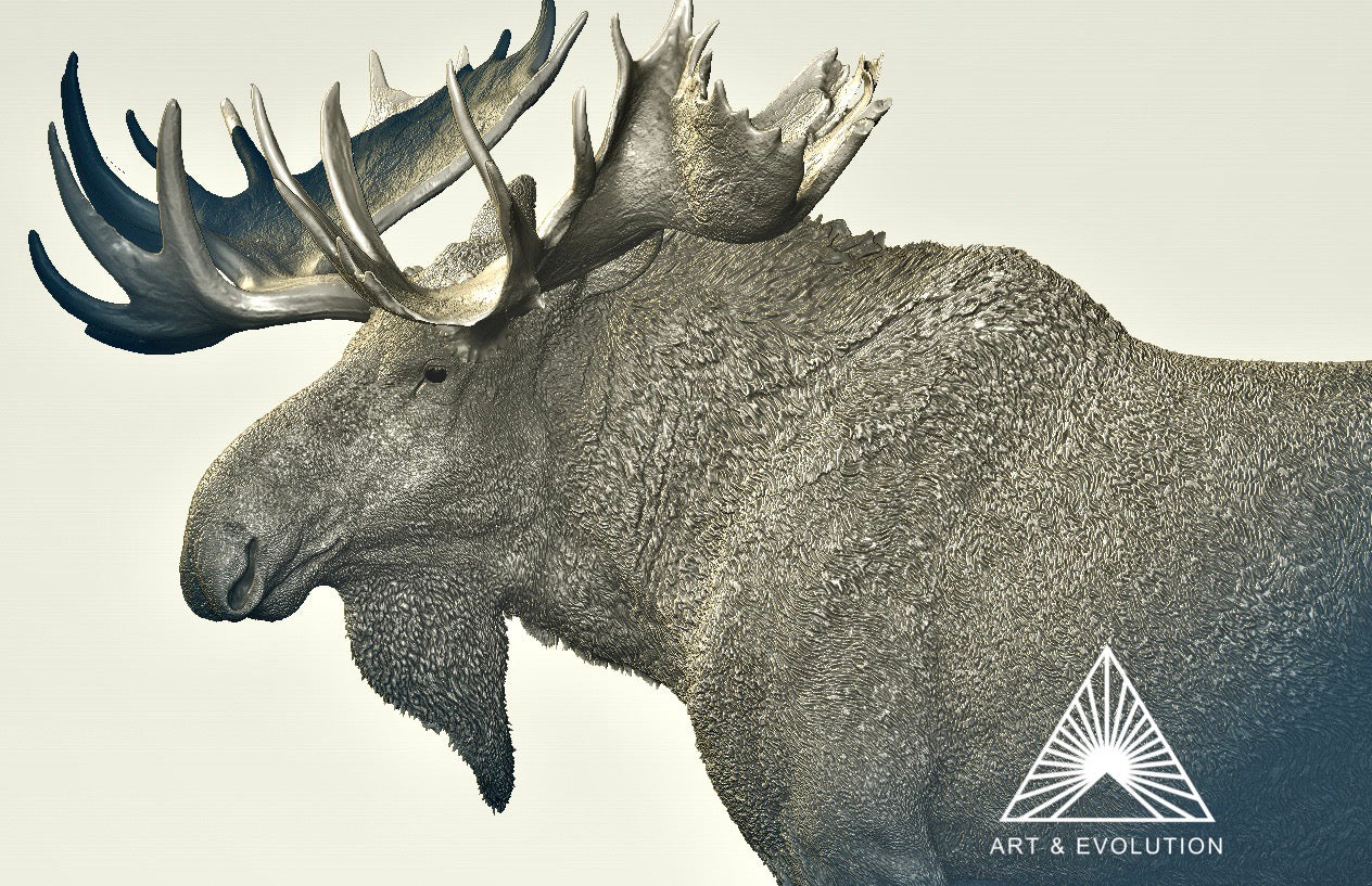 Art&Evolution Studio Moose Model