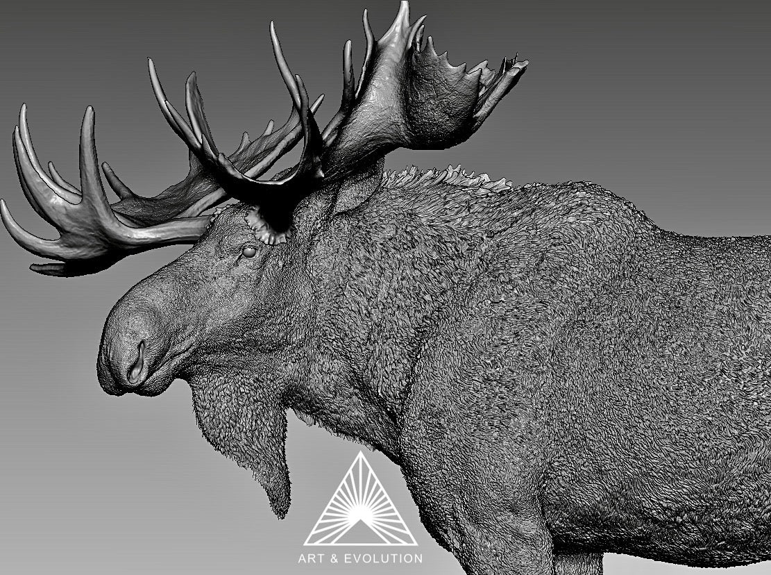 Art&Evolution Studio Moose Model