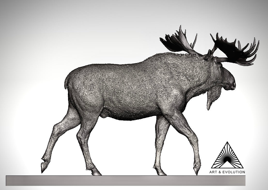 Art&Evolution Studio Moose Model