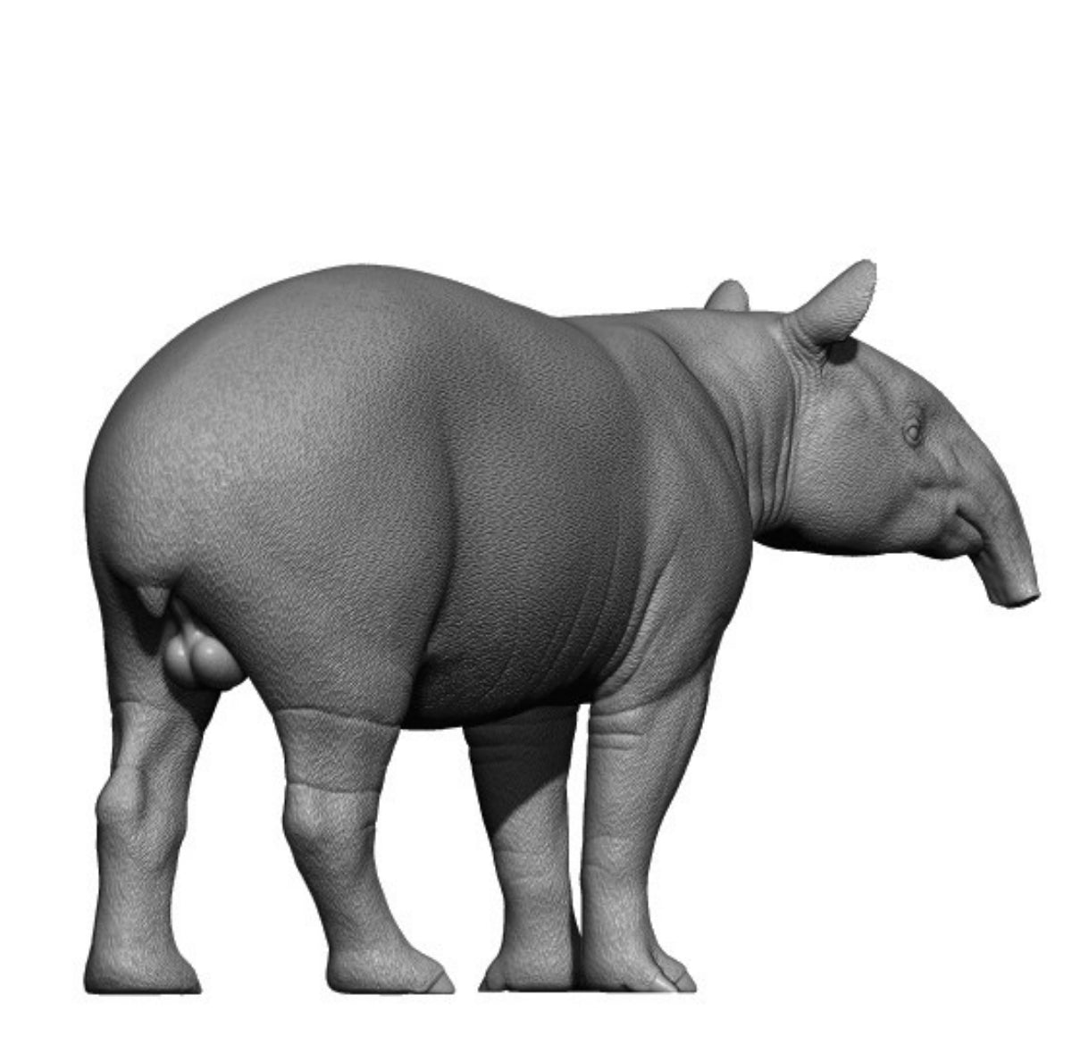 DAFEI Malayan tapir Tapirus terrestris Model