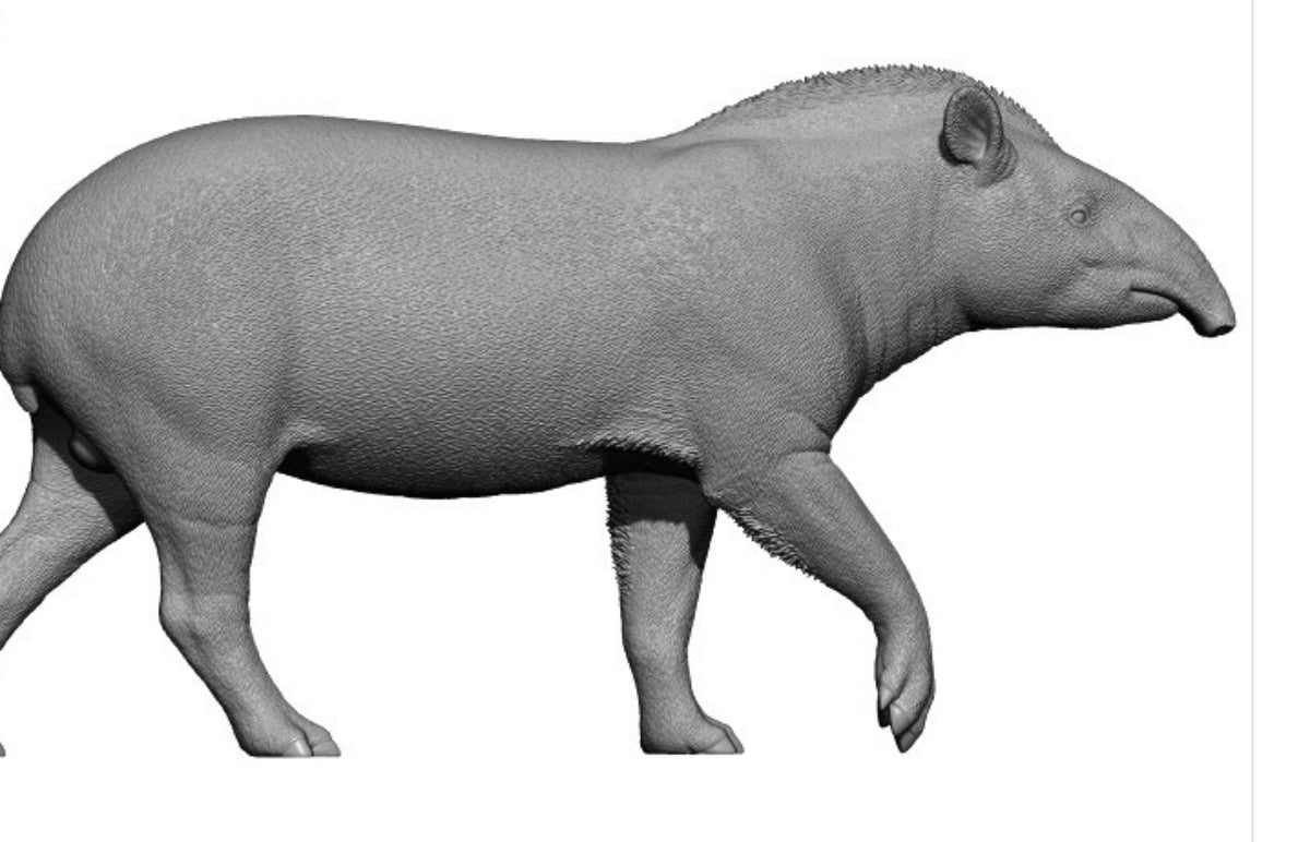 DAFEI Malayan tapir Tapirus terrestris Model