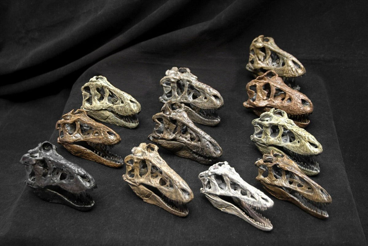 Tyrannosaurus Skull Model