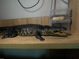 Lolong 1/10 Scale Estuarine Crocodile Model