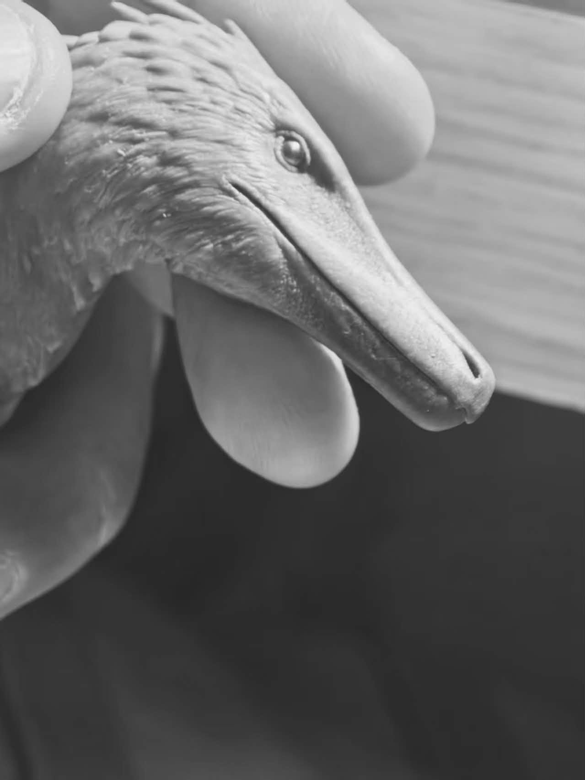 MK Studio 1:20 Scale Austroraptor Model