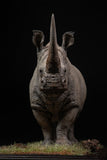 De CLAY Studio White rhinoceros Model