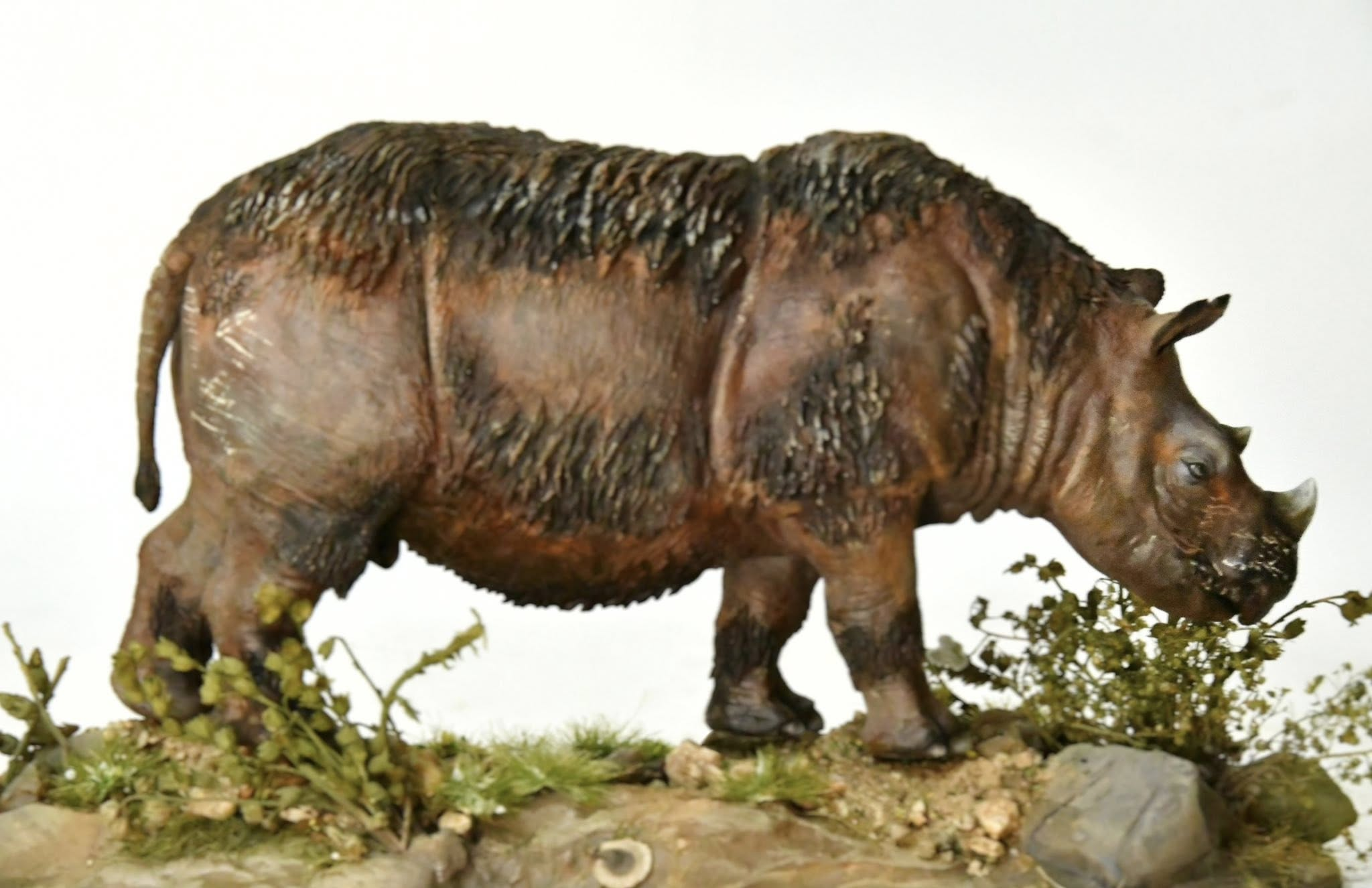 KWAN Studio Sumatran rhinoceros Model