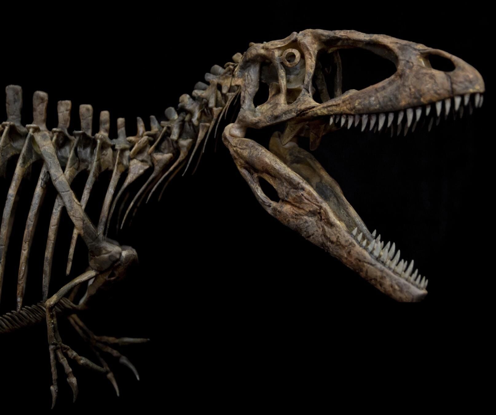 VWUVWU Carcharodontosaurus Skeleton Model