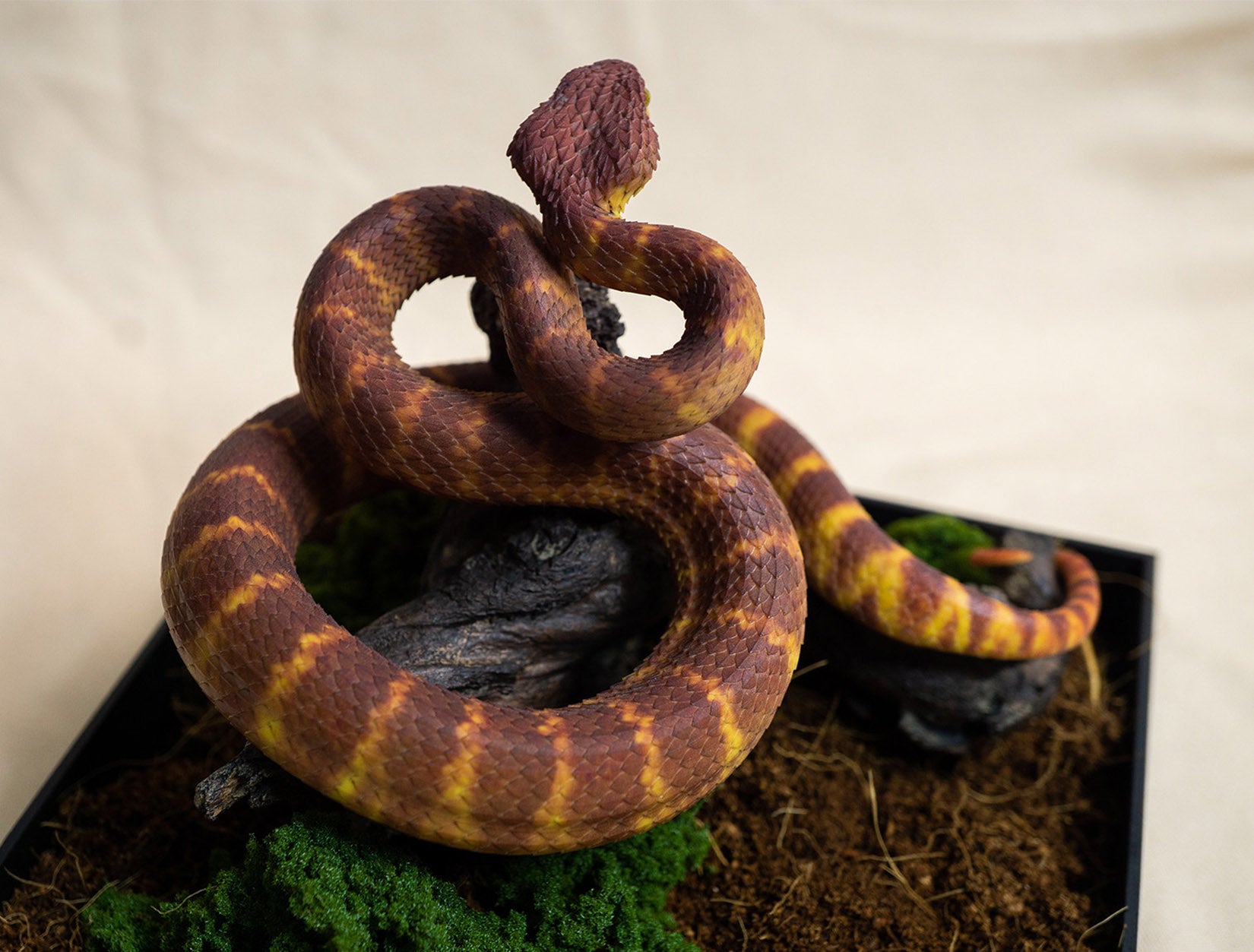 Snake Gorge Red Atheris squamigera Model
