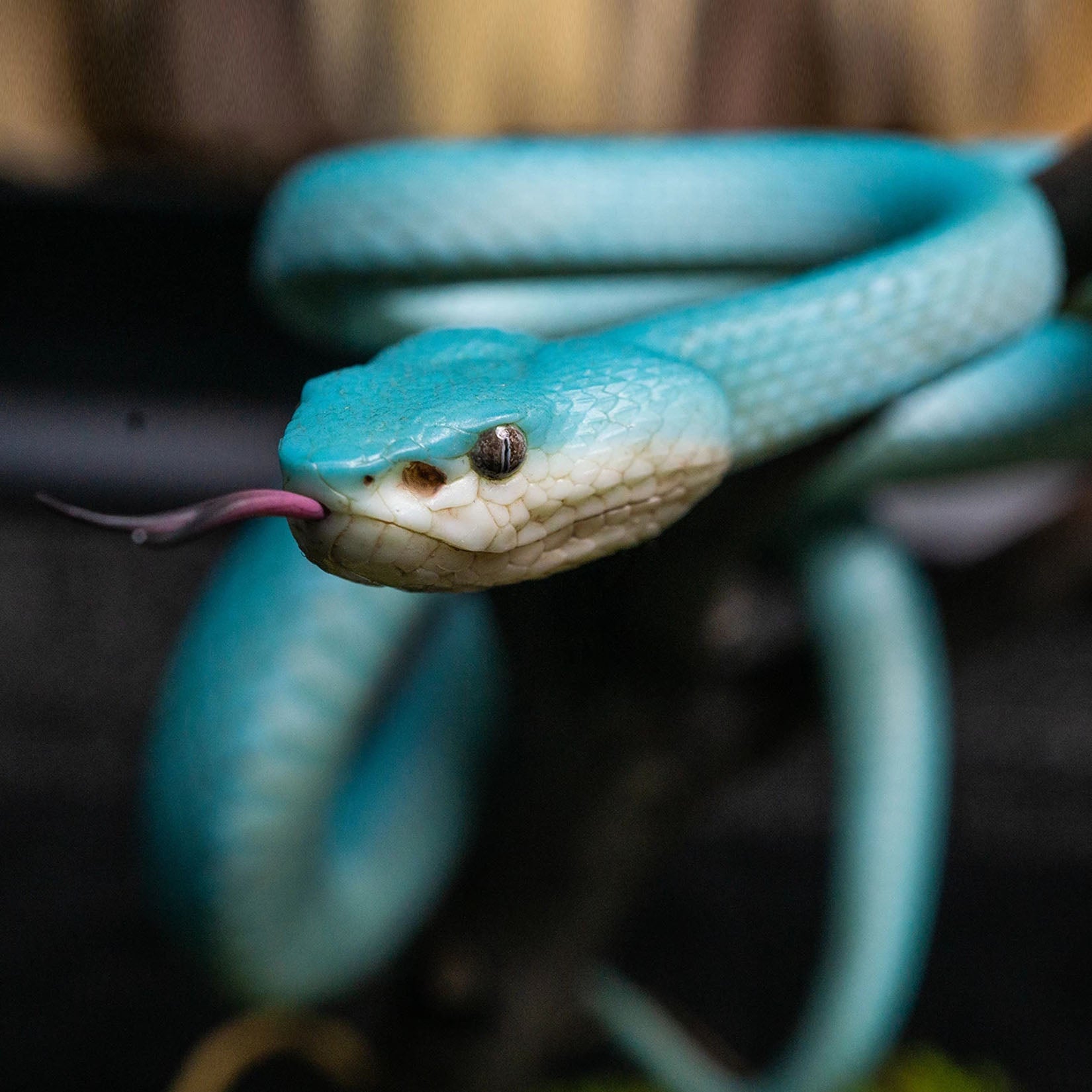 Snake Gorge Indonesian pit viper Model