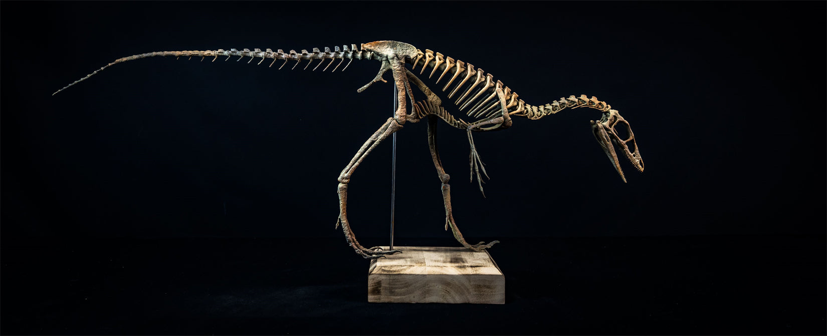 Nova Studio 1/1 Scale Compsognathus longipes Skeleton Model
