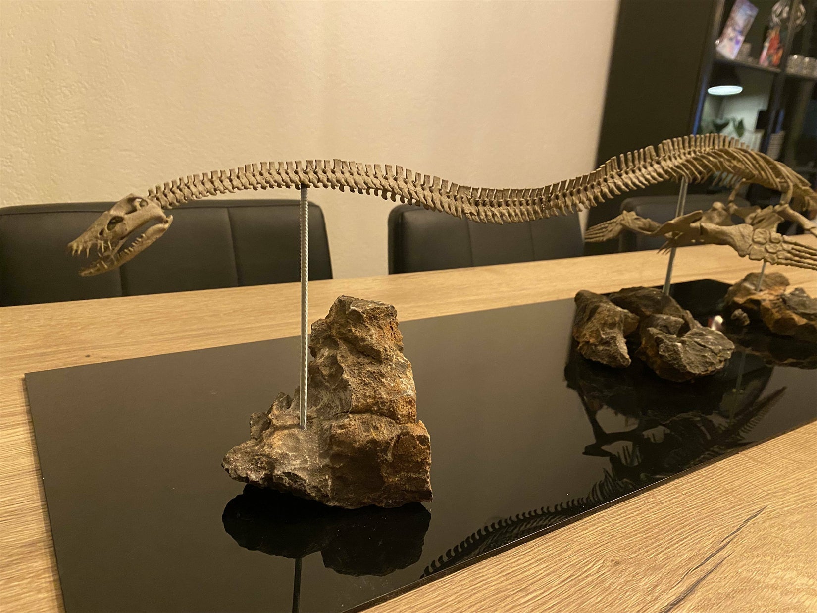 Nova Studio 1/8 Scale Elasmosaurus platyurus keleton Model